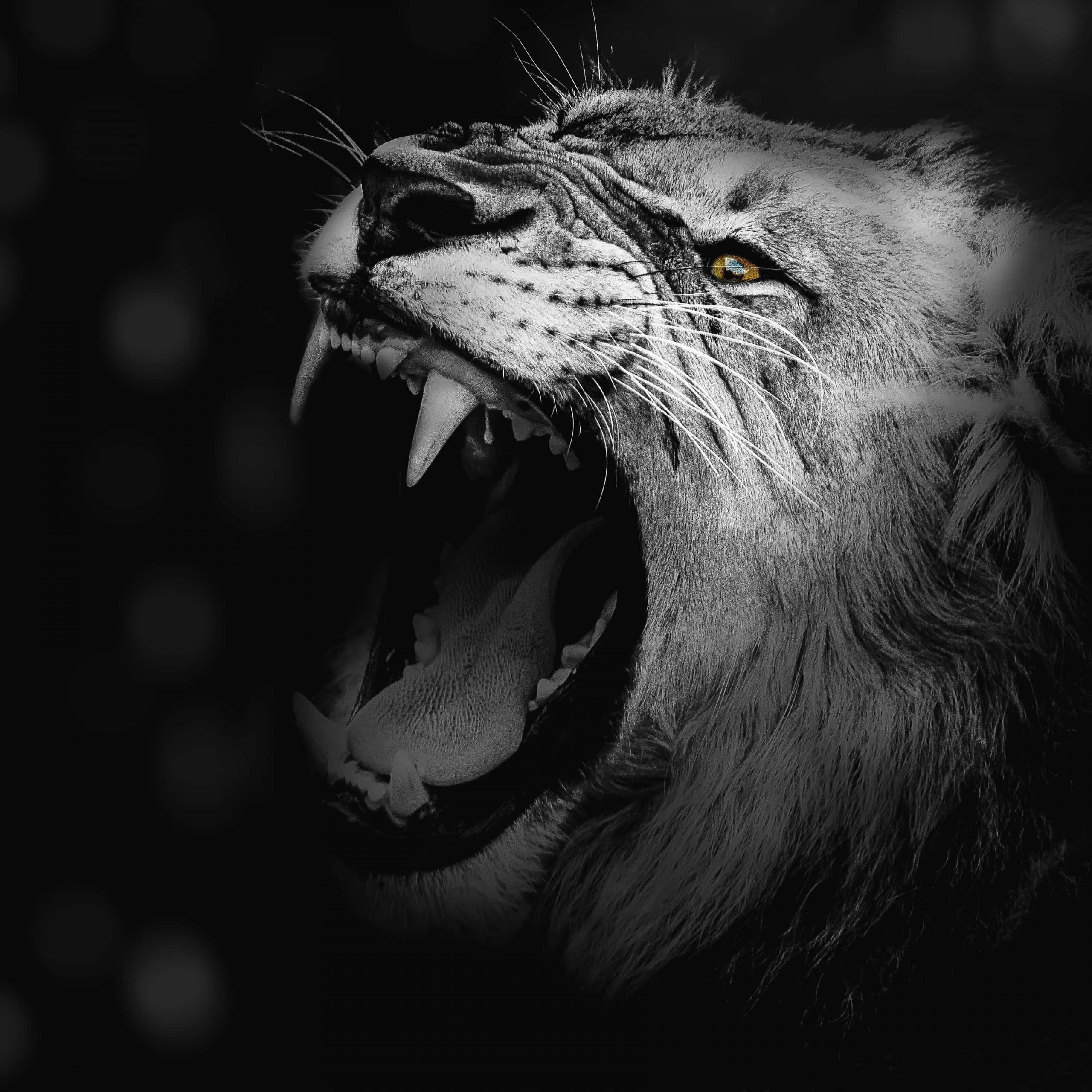 Roaring Lion, glowing yellow eye, black and white, 2K Desktop Wallpaper