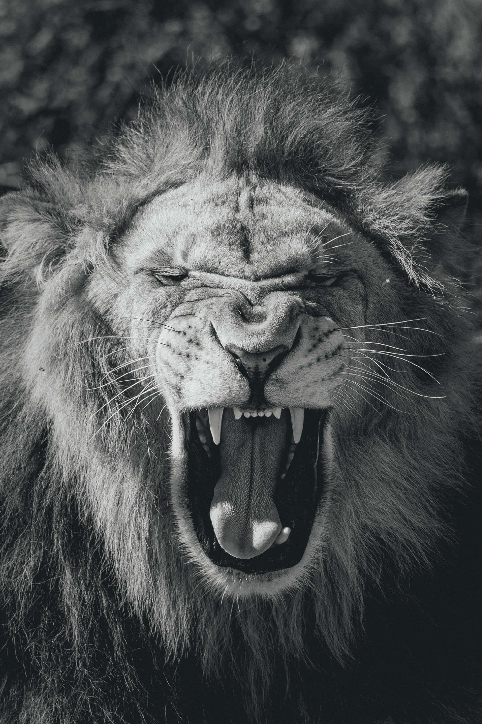 Roaring Lion, lion, mane, 2K Phone Wallpaper