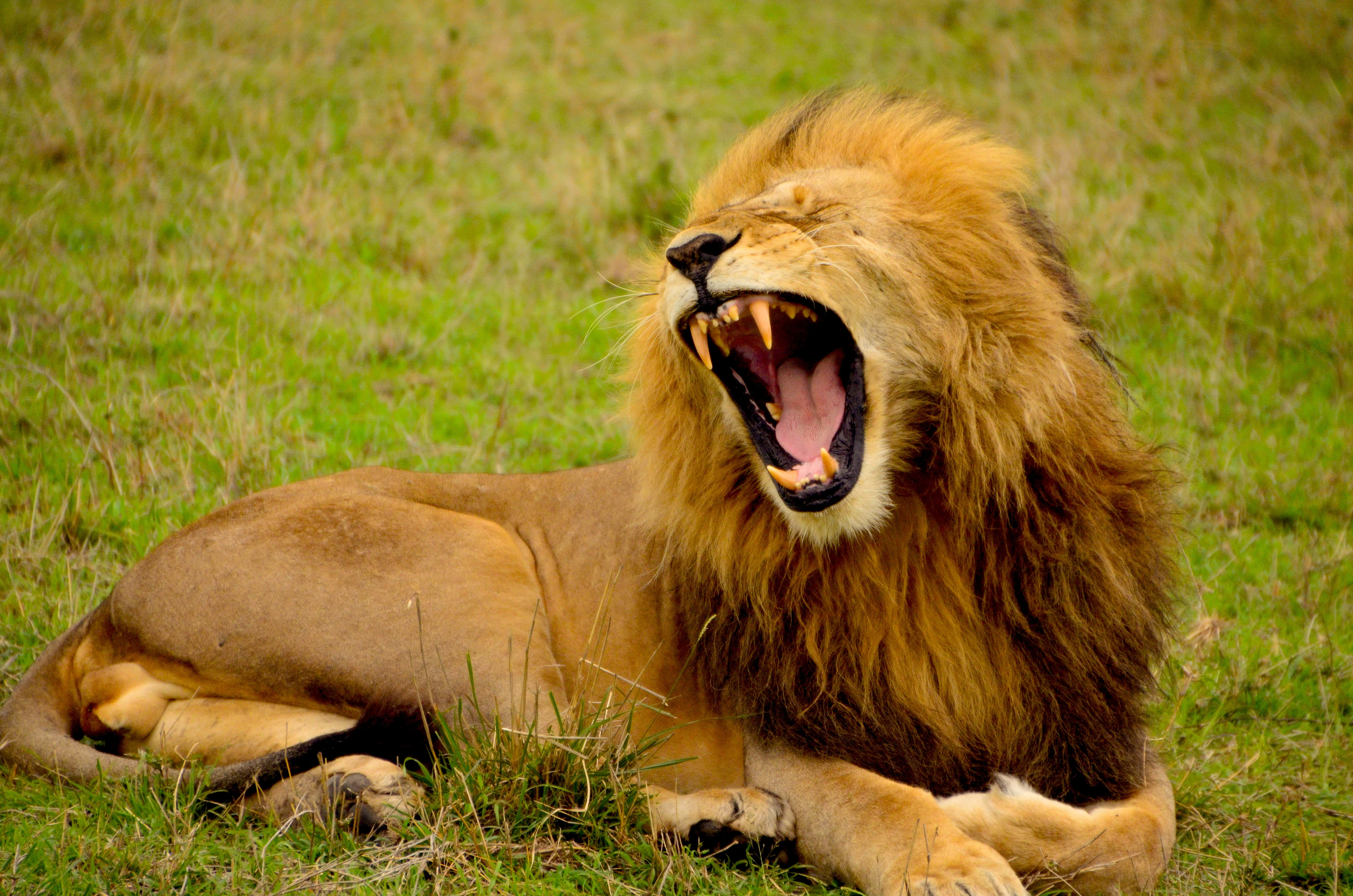 Roaring Lion, full mane, vibrant green grass, 4K Desktop Wallpaper