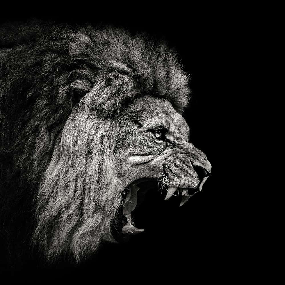 roaring lion, black and white photo, lion roaring, SD Desktop Wallpaper