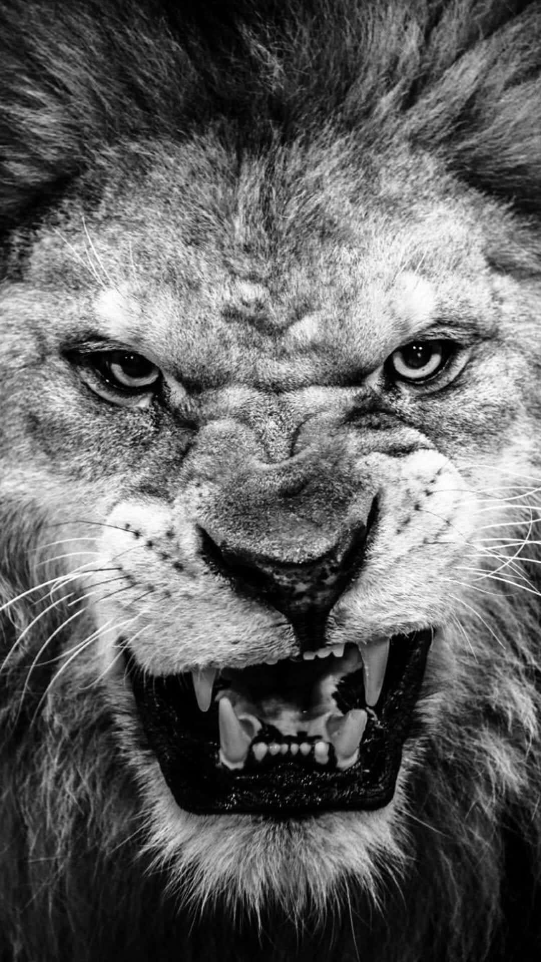 Roaring Lion, male lion, intense eyes, Full HD Phone Wallpaper