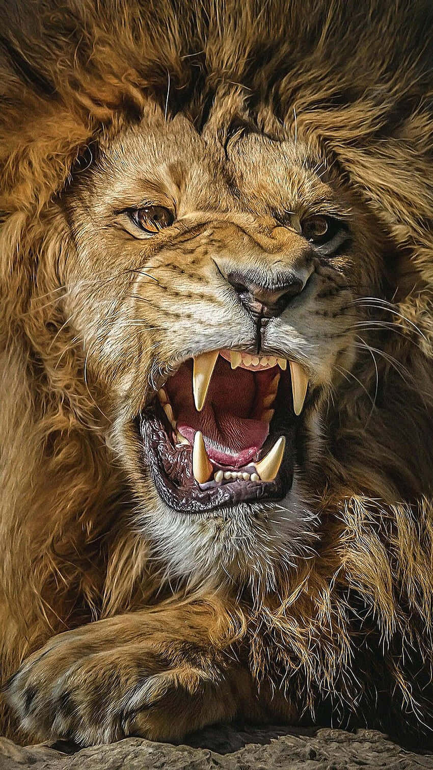Roaring Lion, male lion, massive fangs, HD Phone Wallpaper
