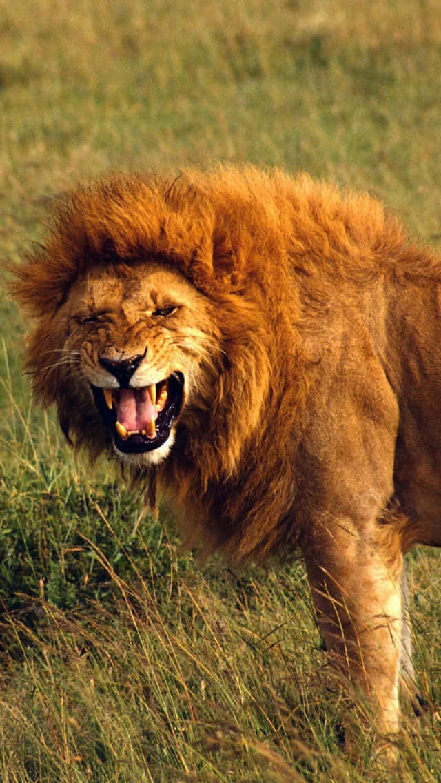Roaring Lion, golden mane, tall grass, SD Phone Wallpaper
