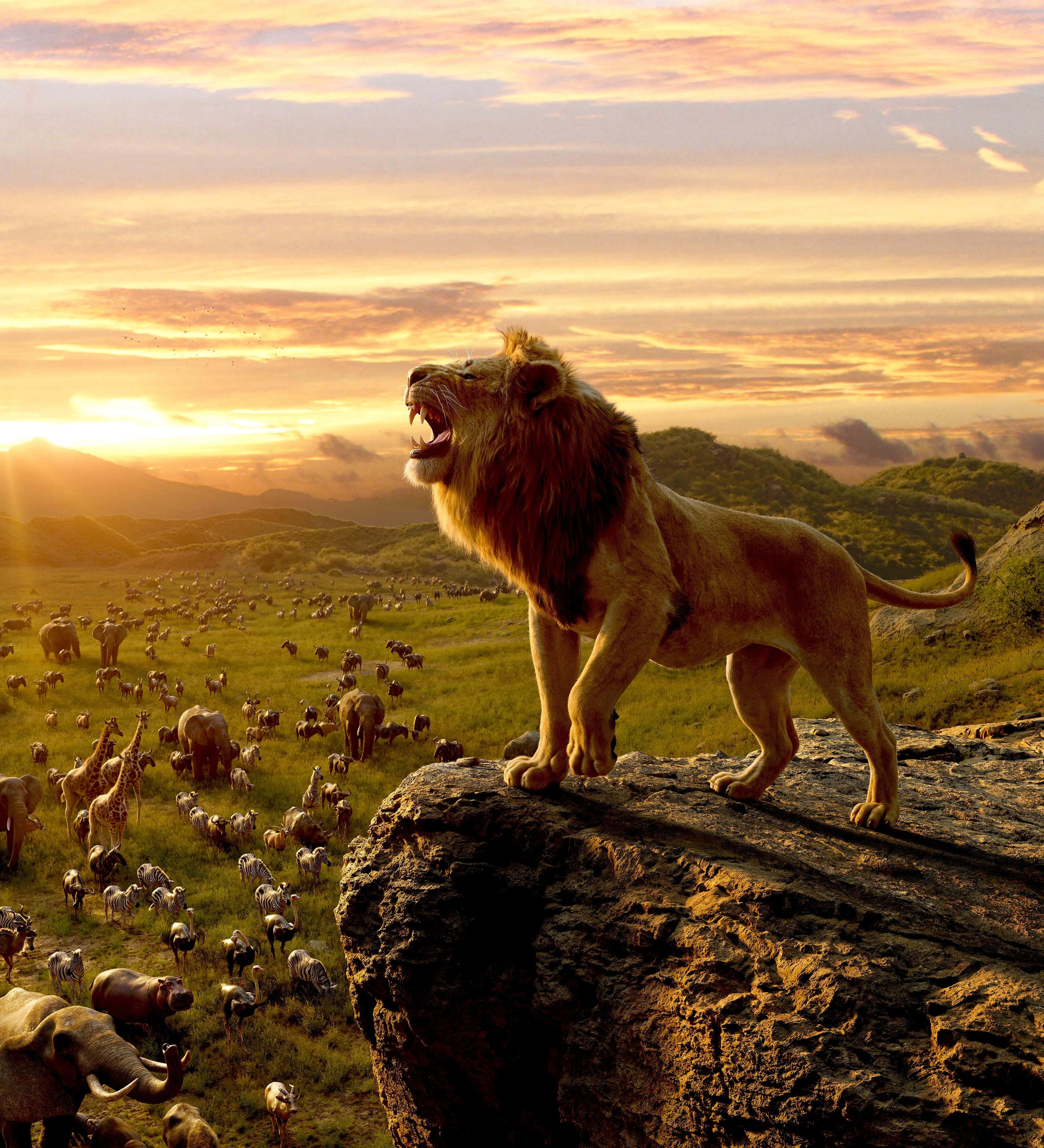 Roaring Lion, African savanna, golden sunset, 2K Phone Wallpaper