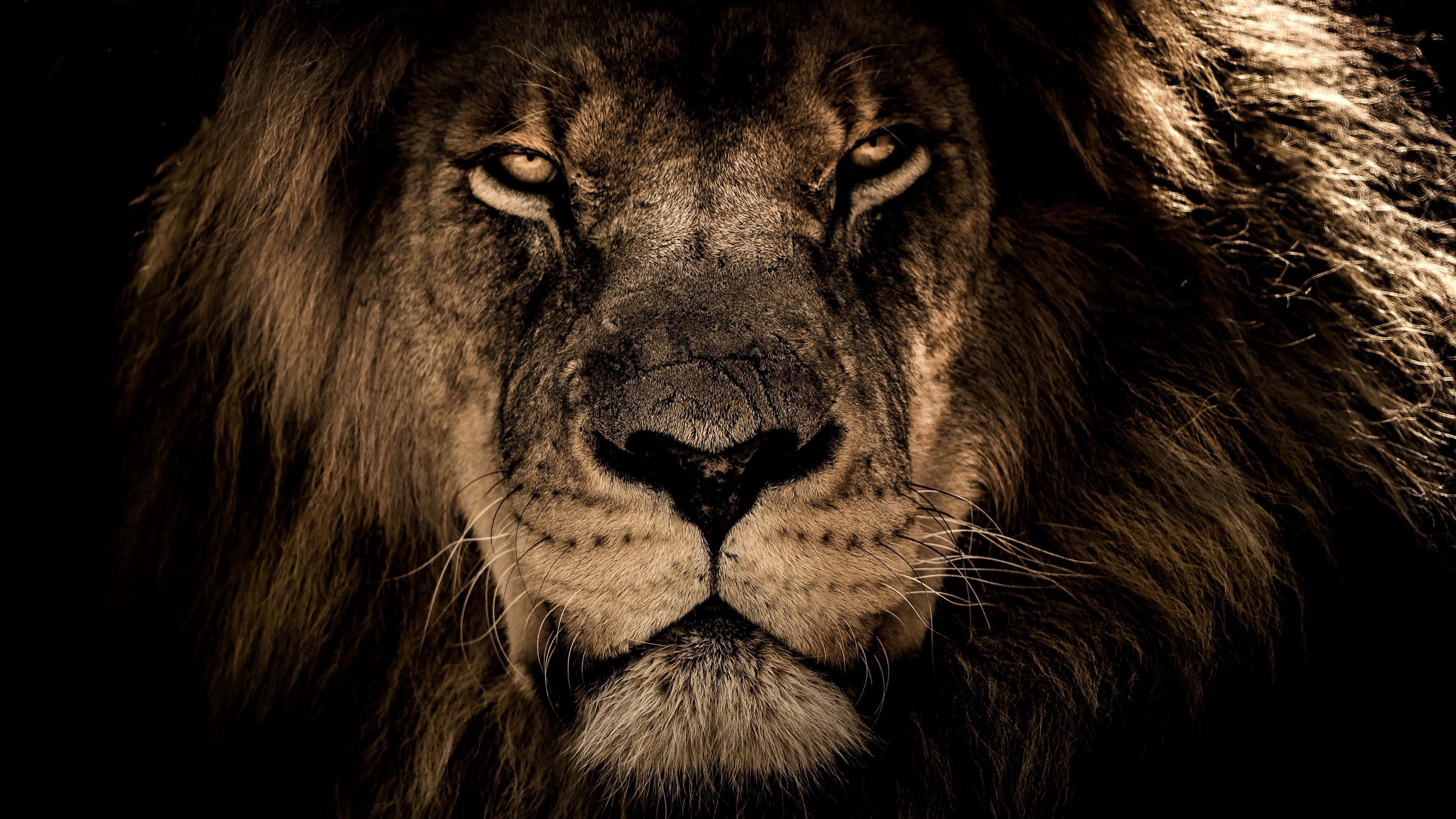 Roaring Lion, majestic male lion, thick mane, 4K Desktop Wallpaper