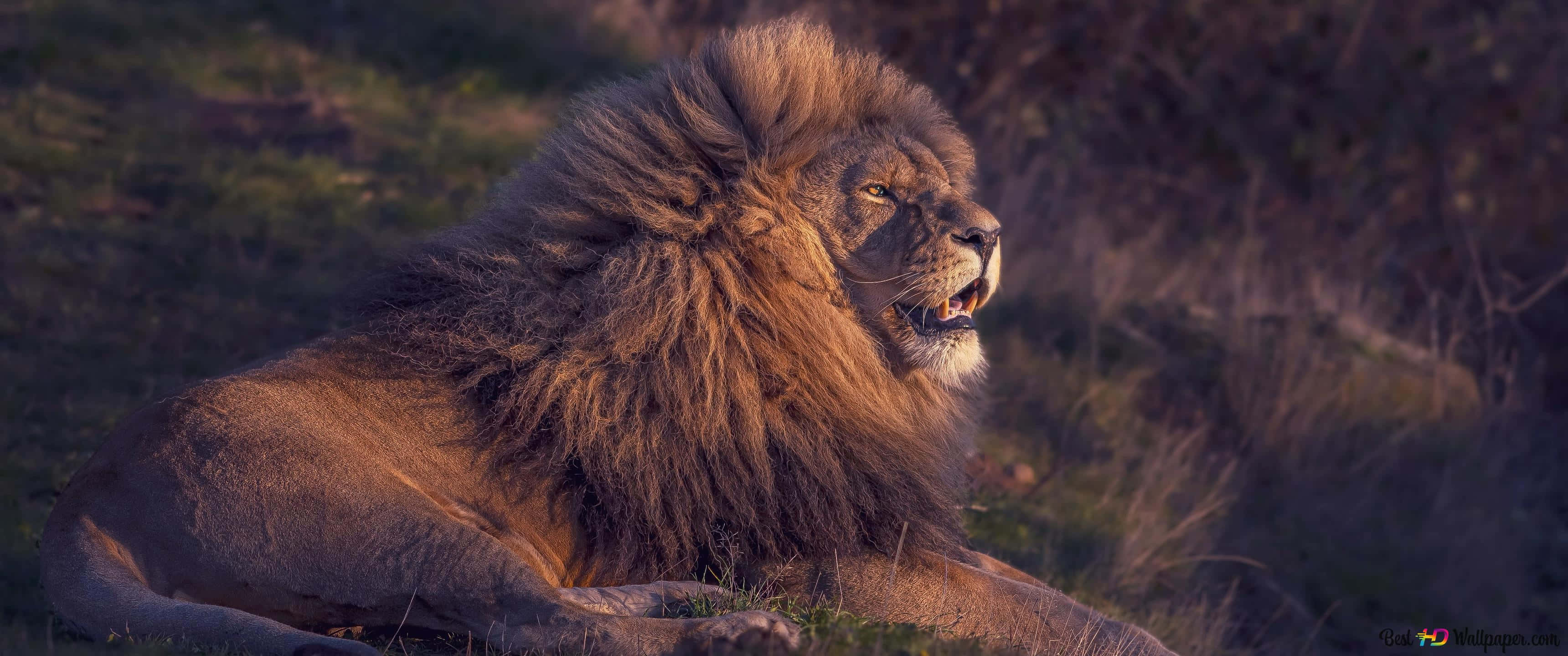 Roaring Lion, male lion, thick mane, 2K Desktop Wallpaper