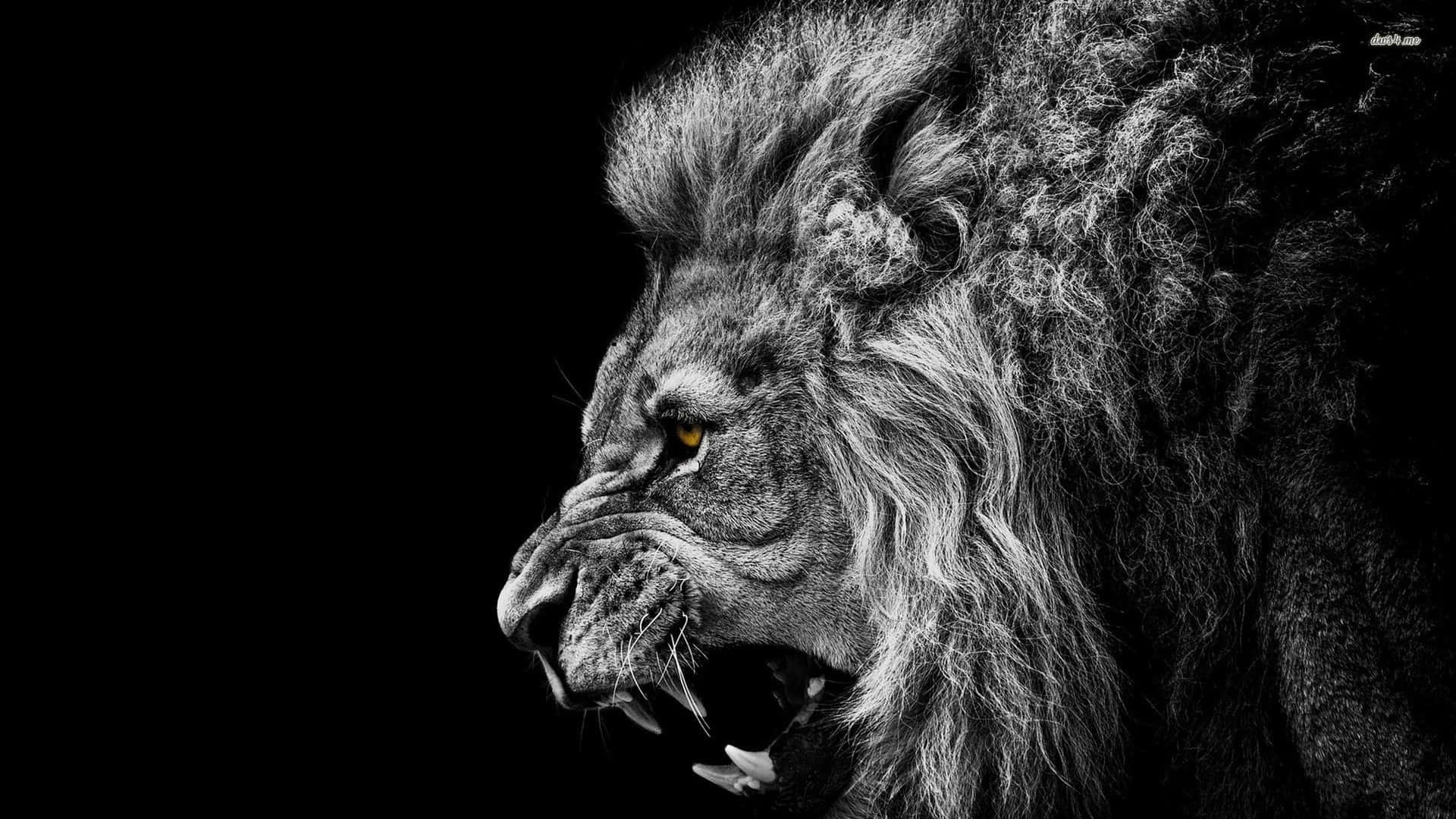 roaring lion, monochrome, glowing amber eyes, Full HD Desktop Wallpaper