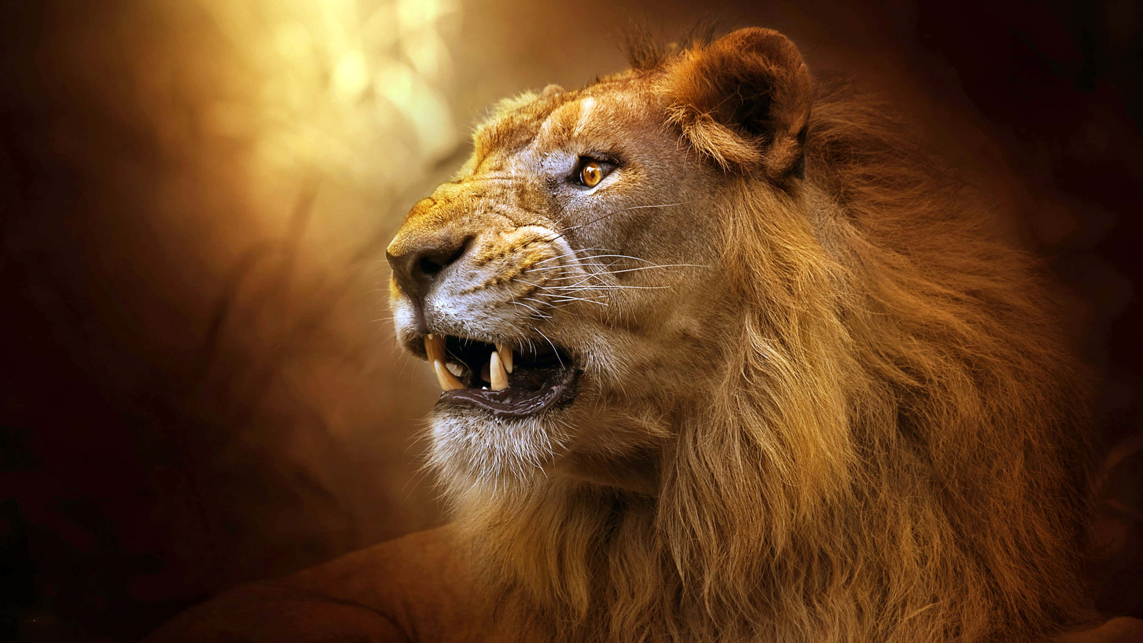 Roaring Lion, golden mane, warm glowing backdrop, 4K Desktop Wallpaper