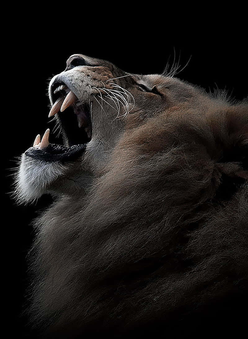 roaring lion, lioness, stark black background, SD Phone Wallpaper