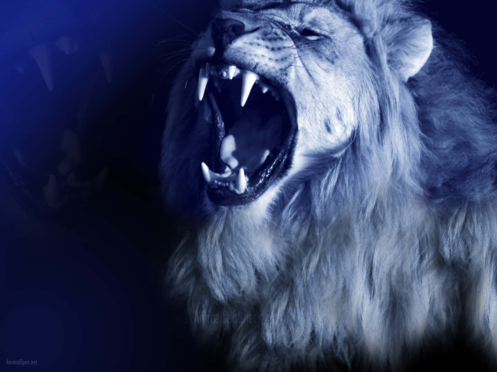 Roaring Lion, blue, white lion, HD Desktop Wallpaper