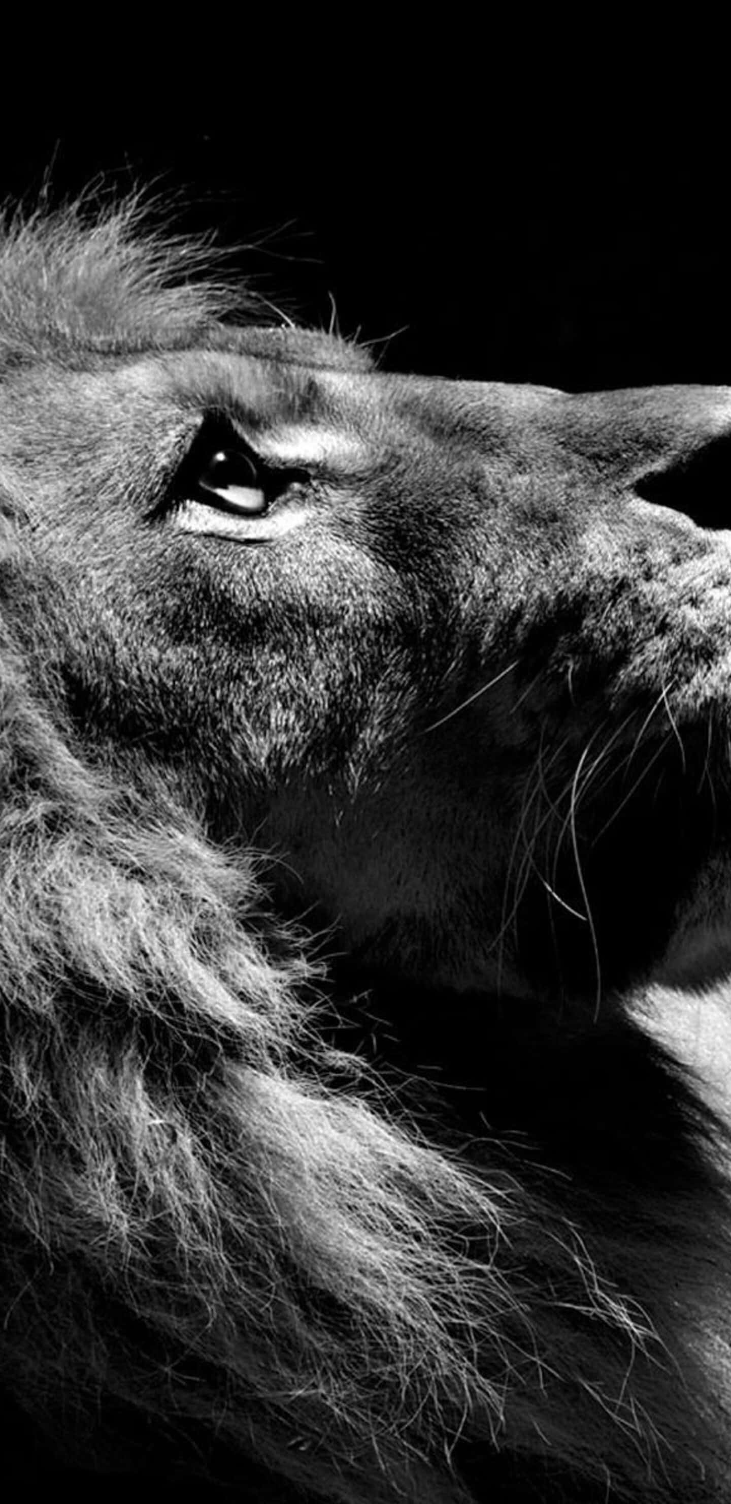 black and white lion, male lion, face in profile, 2K Phone Wallpaper