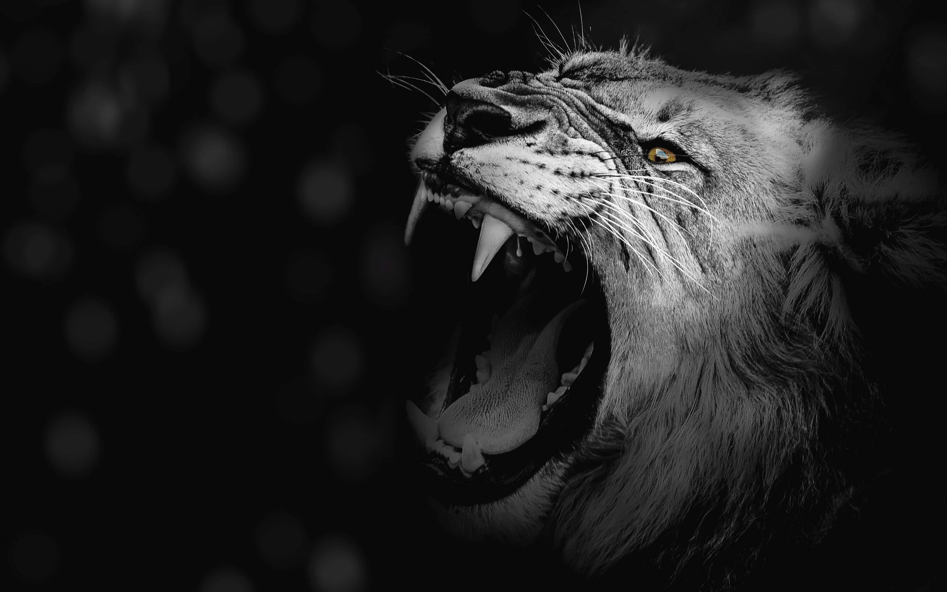 Roaring Black And White Lion, black and white lion, roaring lion, 4K Desktop Wallpaper