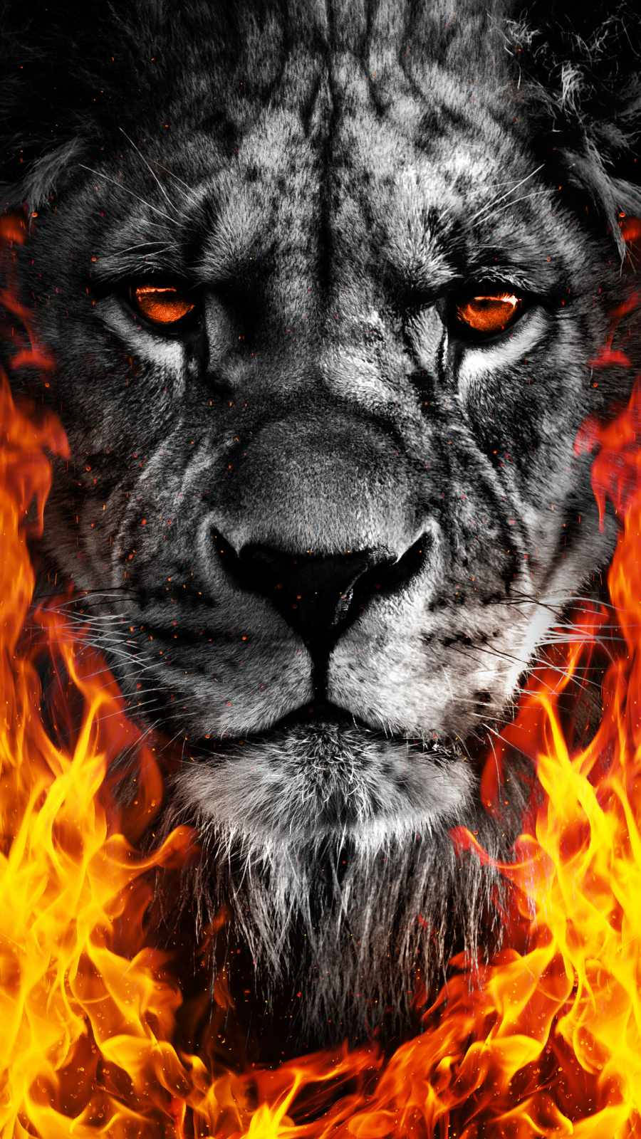 black and white fire lion, grayscale, glowing orange eyes, HD Phone Wallpaper