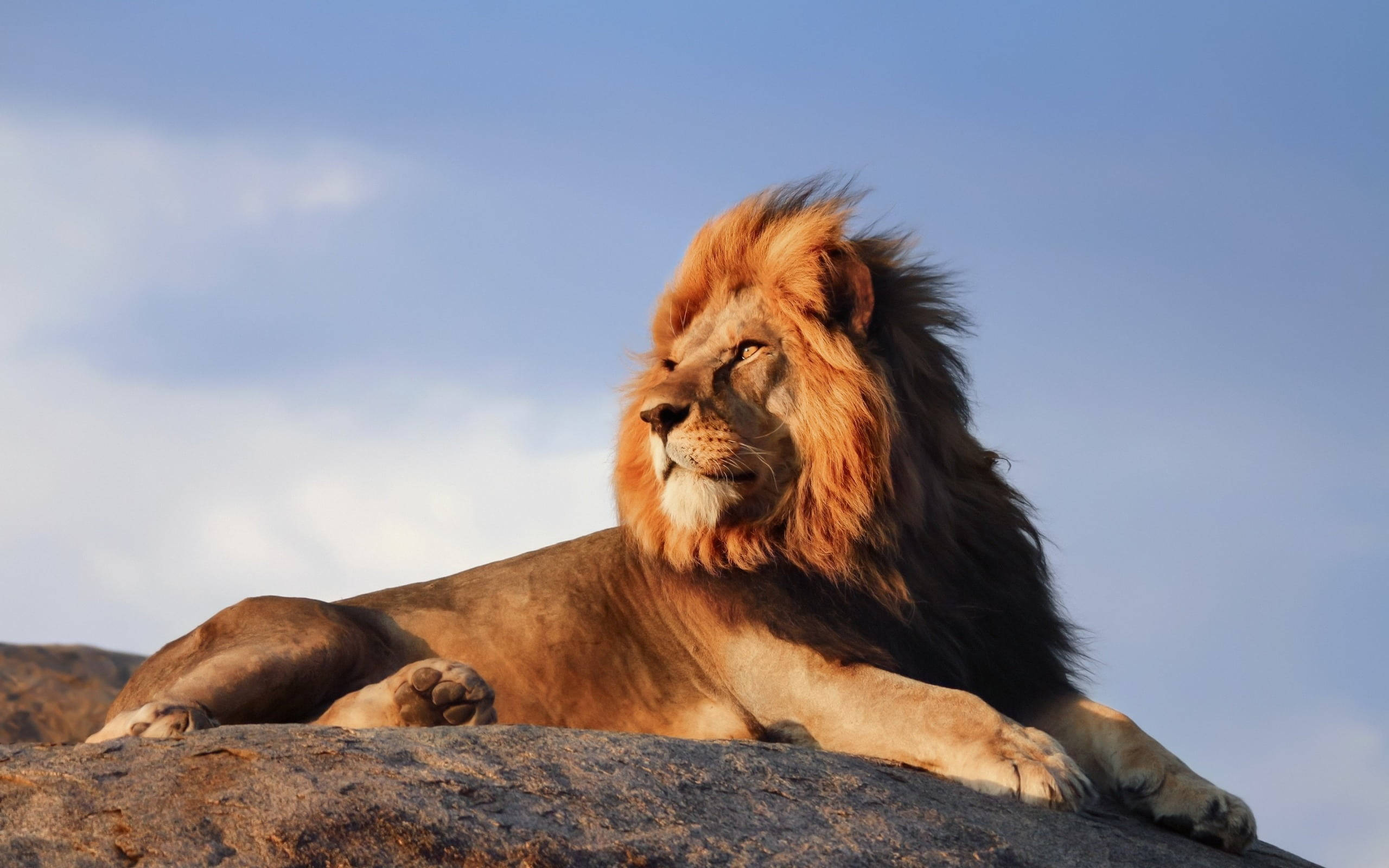 majestic lion, golden mane, sunlit rock, 2K Desktop Wallpaper