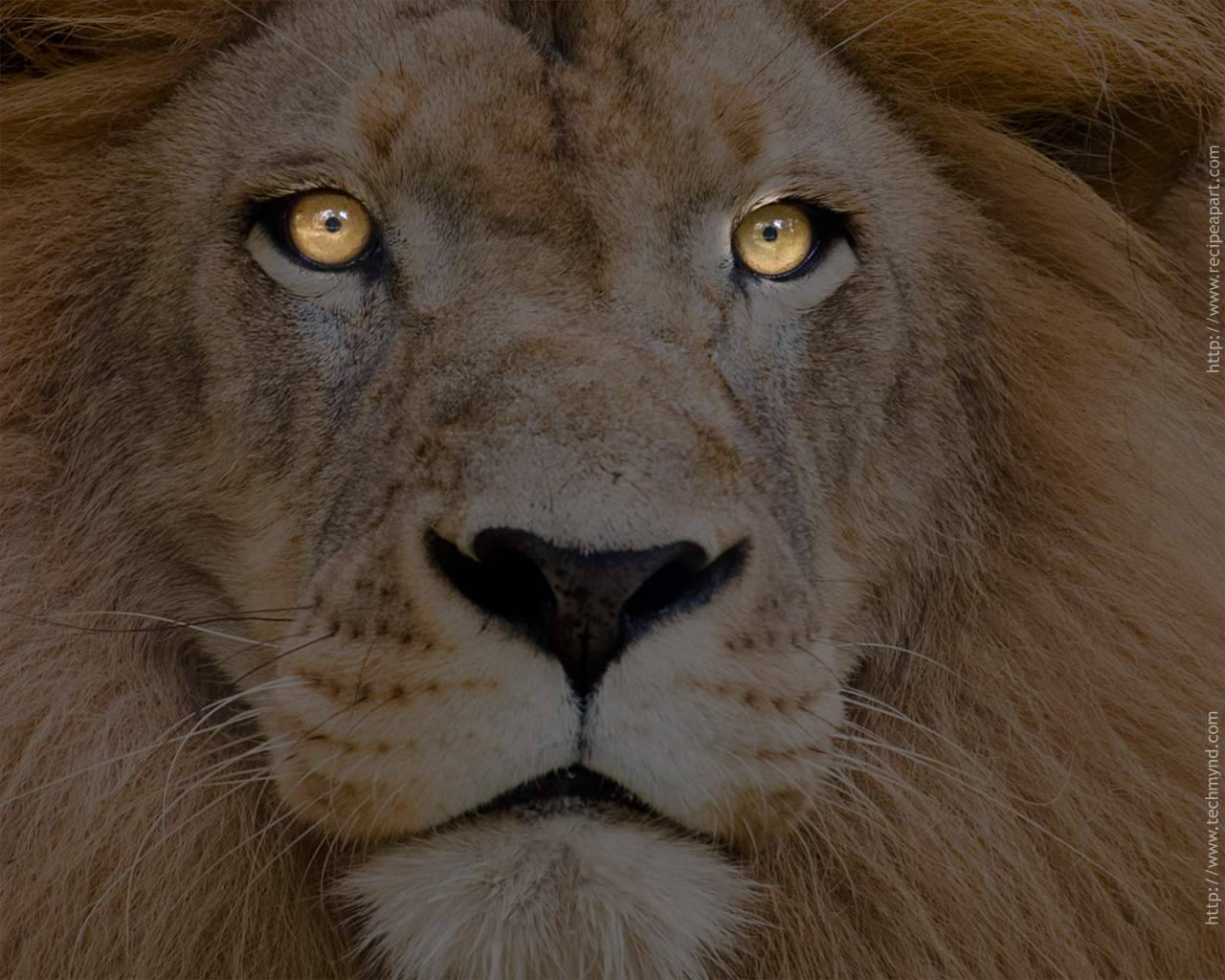 lion, golden eyes, textured mane, HD Desktop Wallpaper