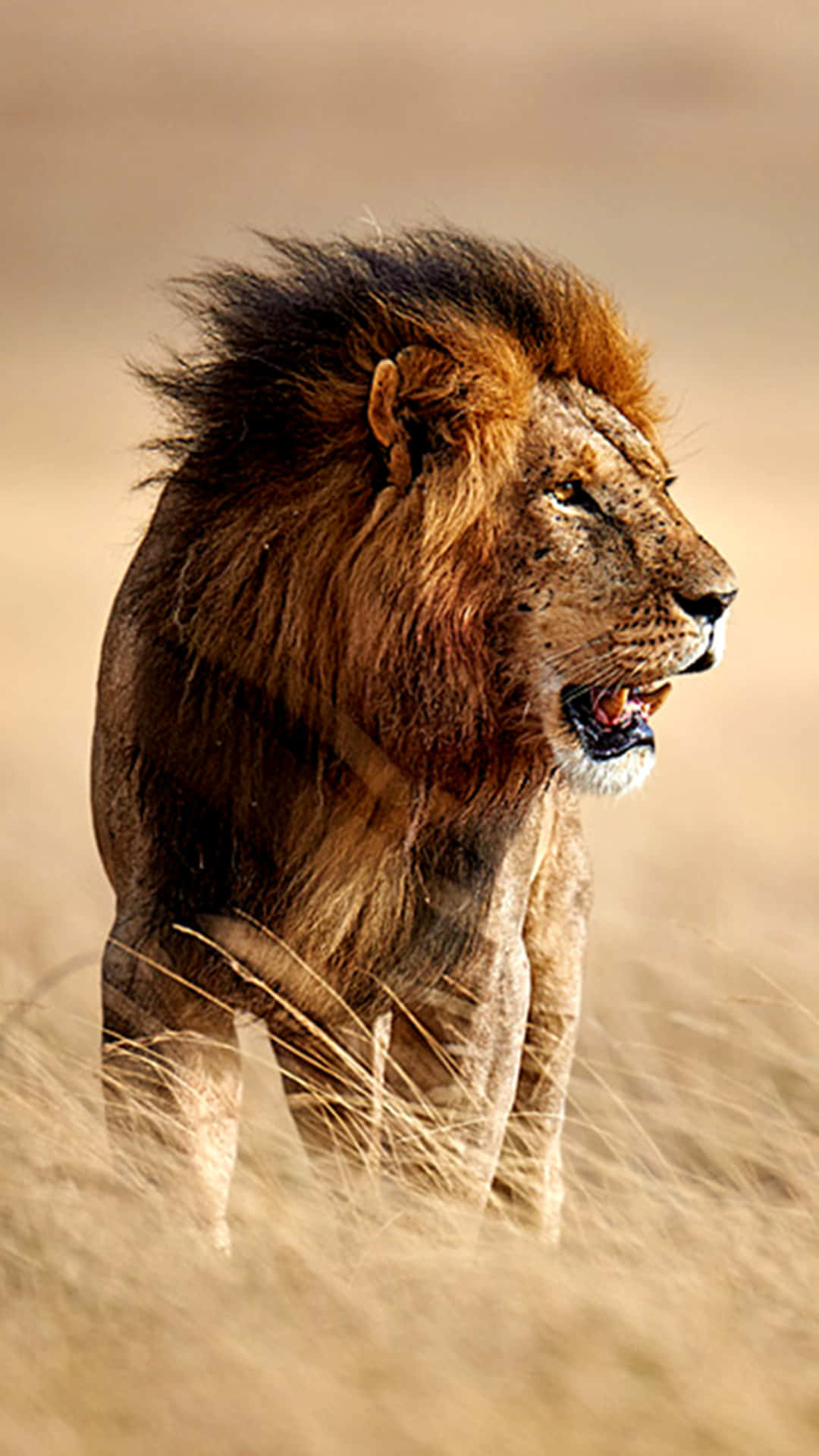 Roaring Lion, full mane, golden grass, Full HD Phone Wallpaper