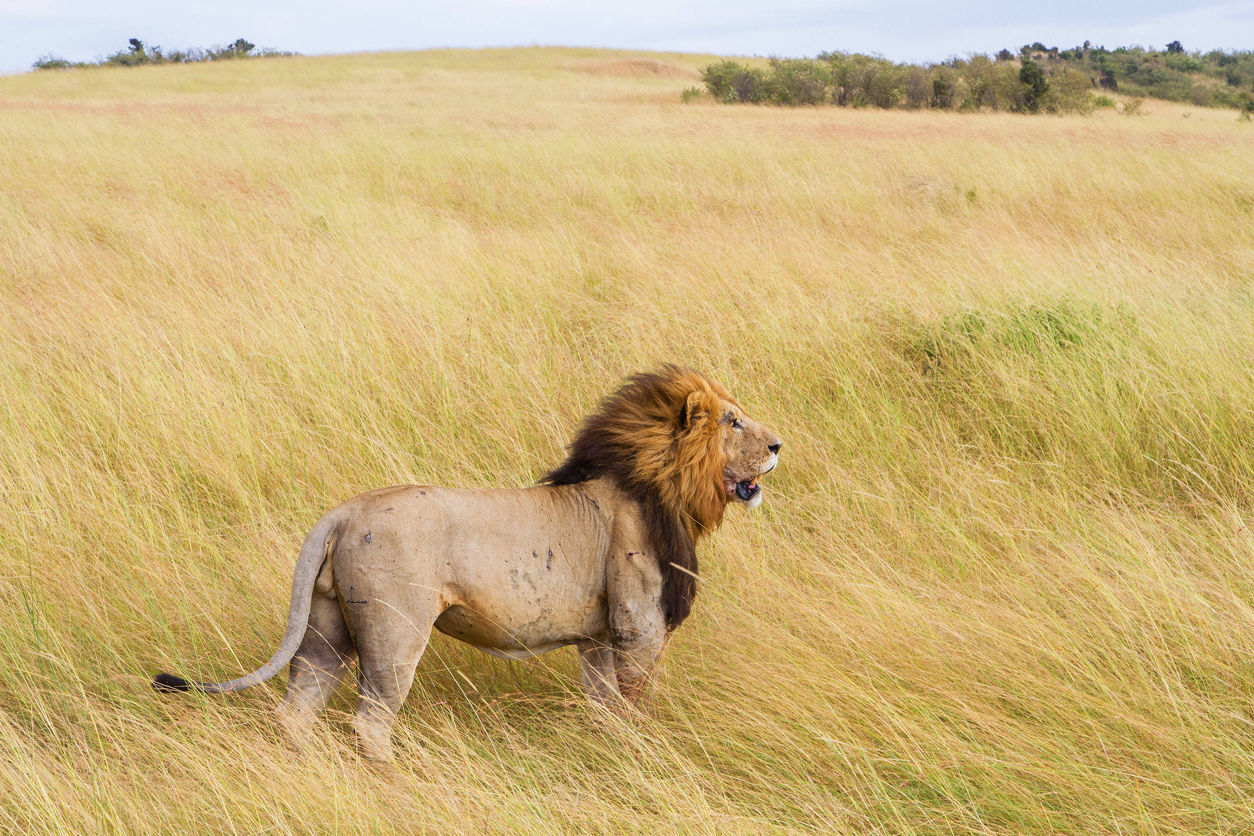 majestic kingly lion, male lion, golden grass, Full HD Desktop Wallpaper