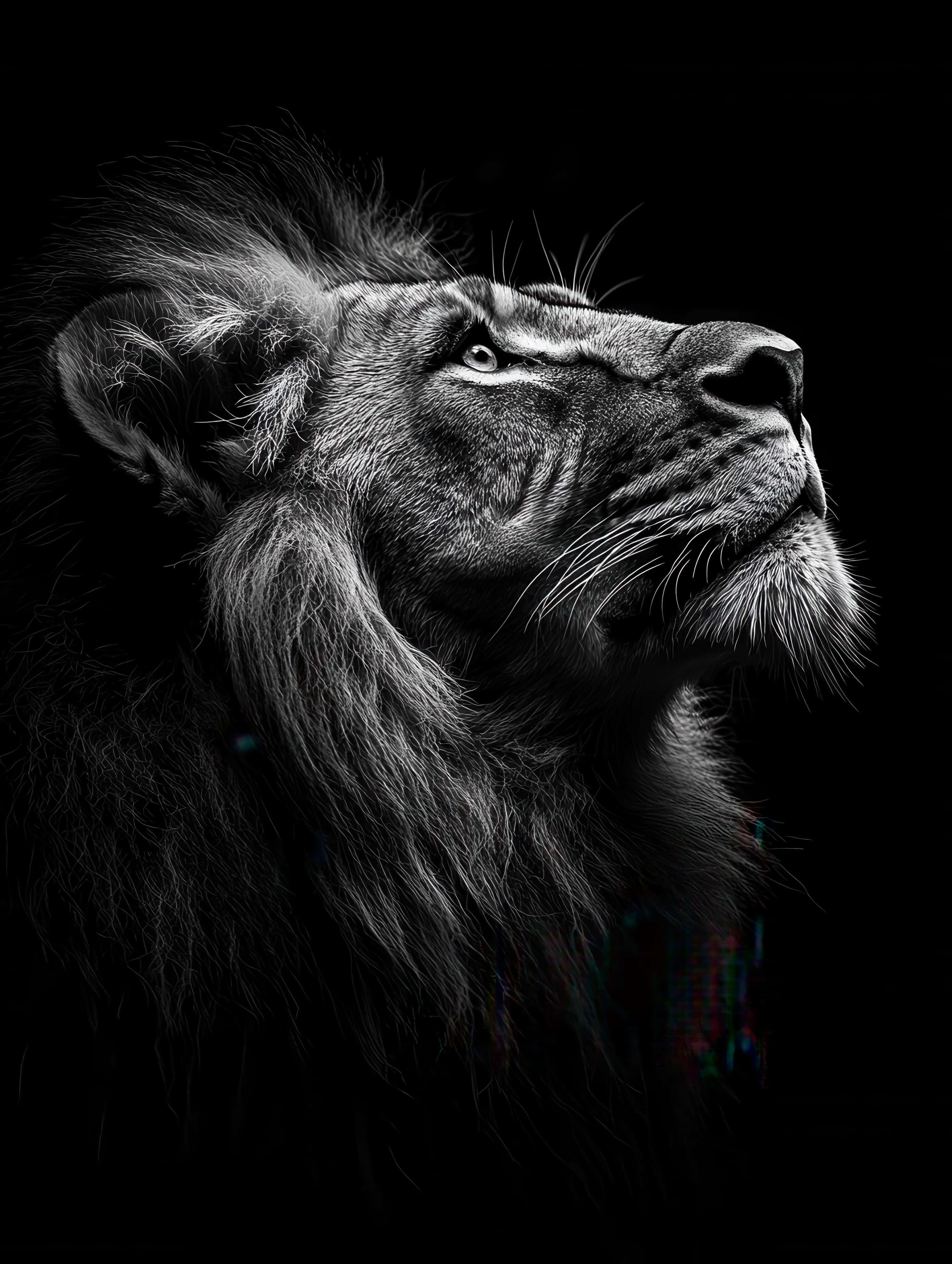 lion, black and white portrait, intense gaze, 2K Phone Wallpaper