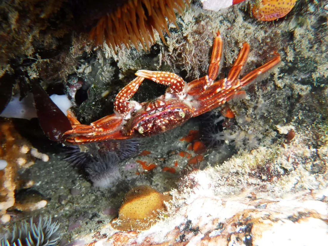 Rock Crab