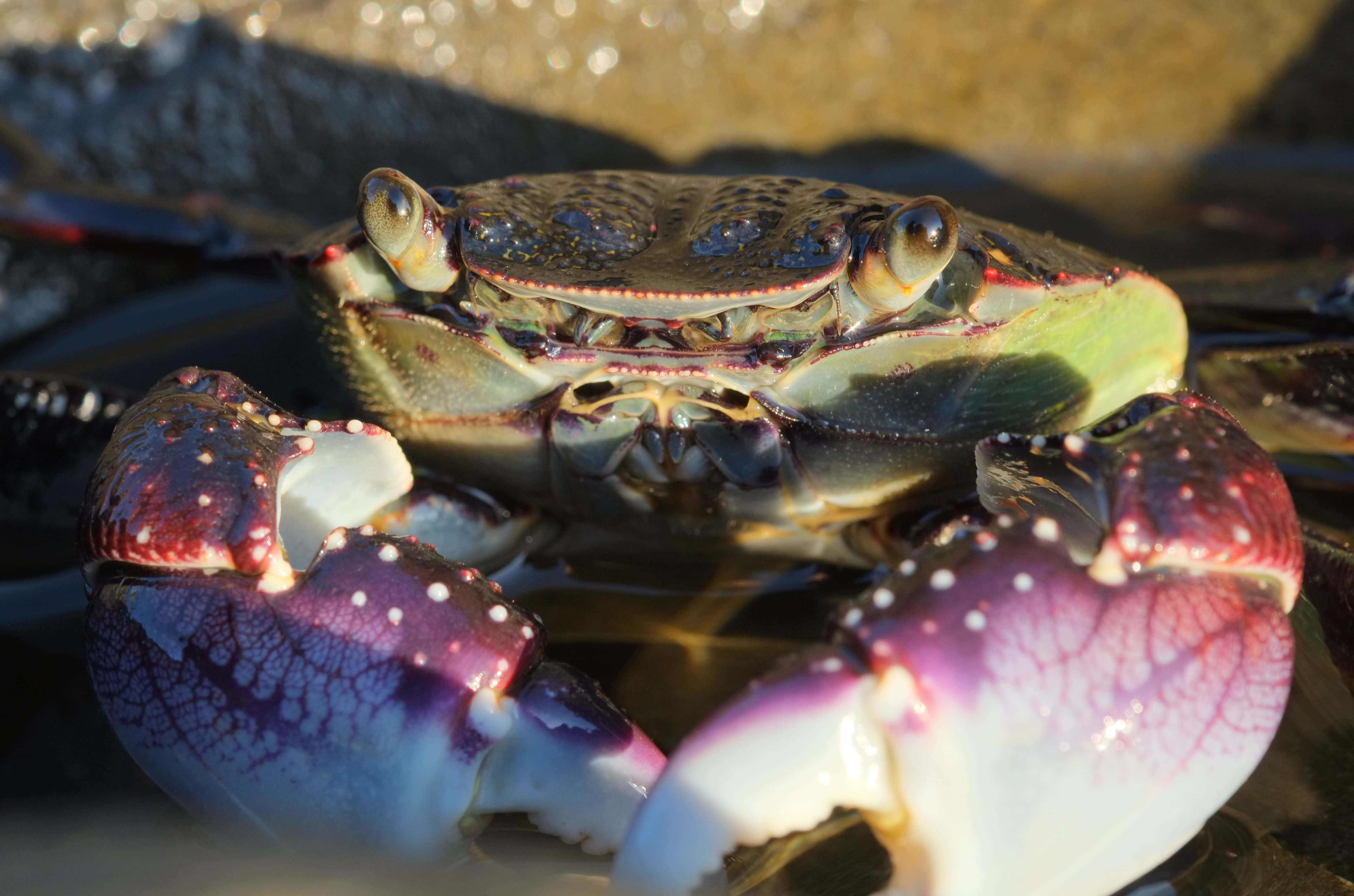 Rock Crab, sunlit shoreline, purple and white speckled claws, 4K Desktop Wallpaper