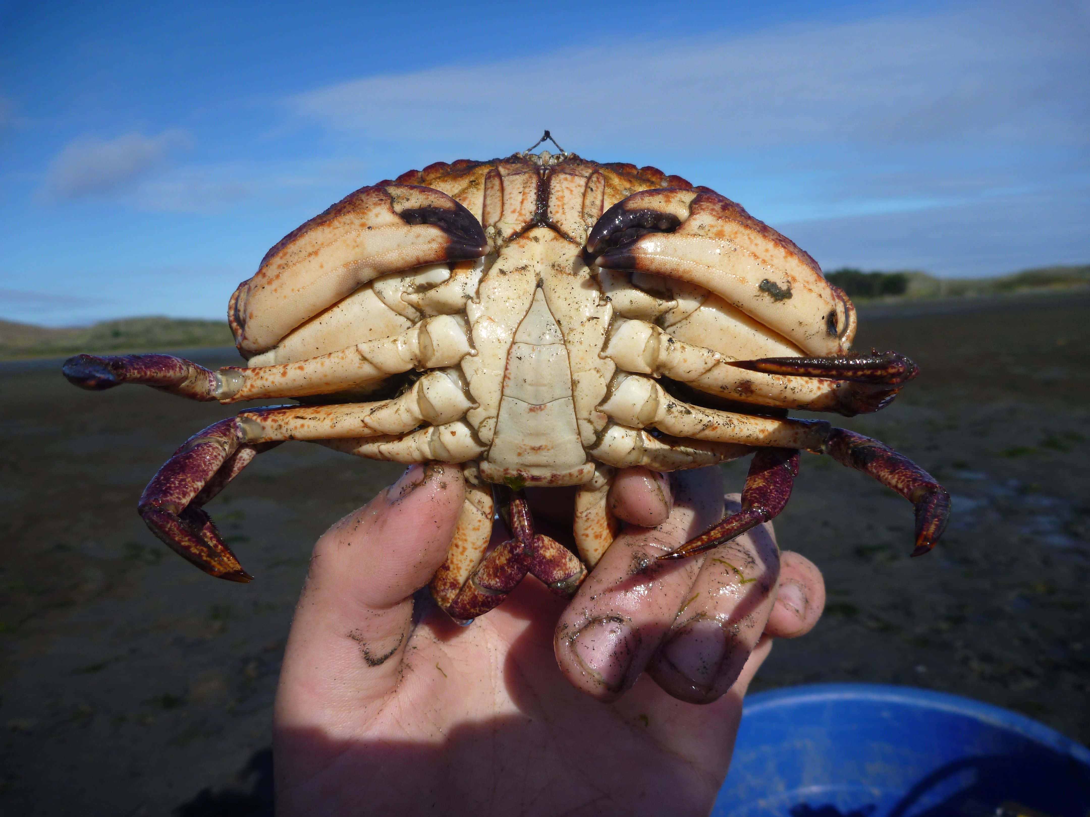 Rock Crab, mottled brown and cream shell, blue sky, 4K Desktop Wallpaper