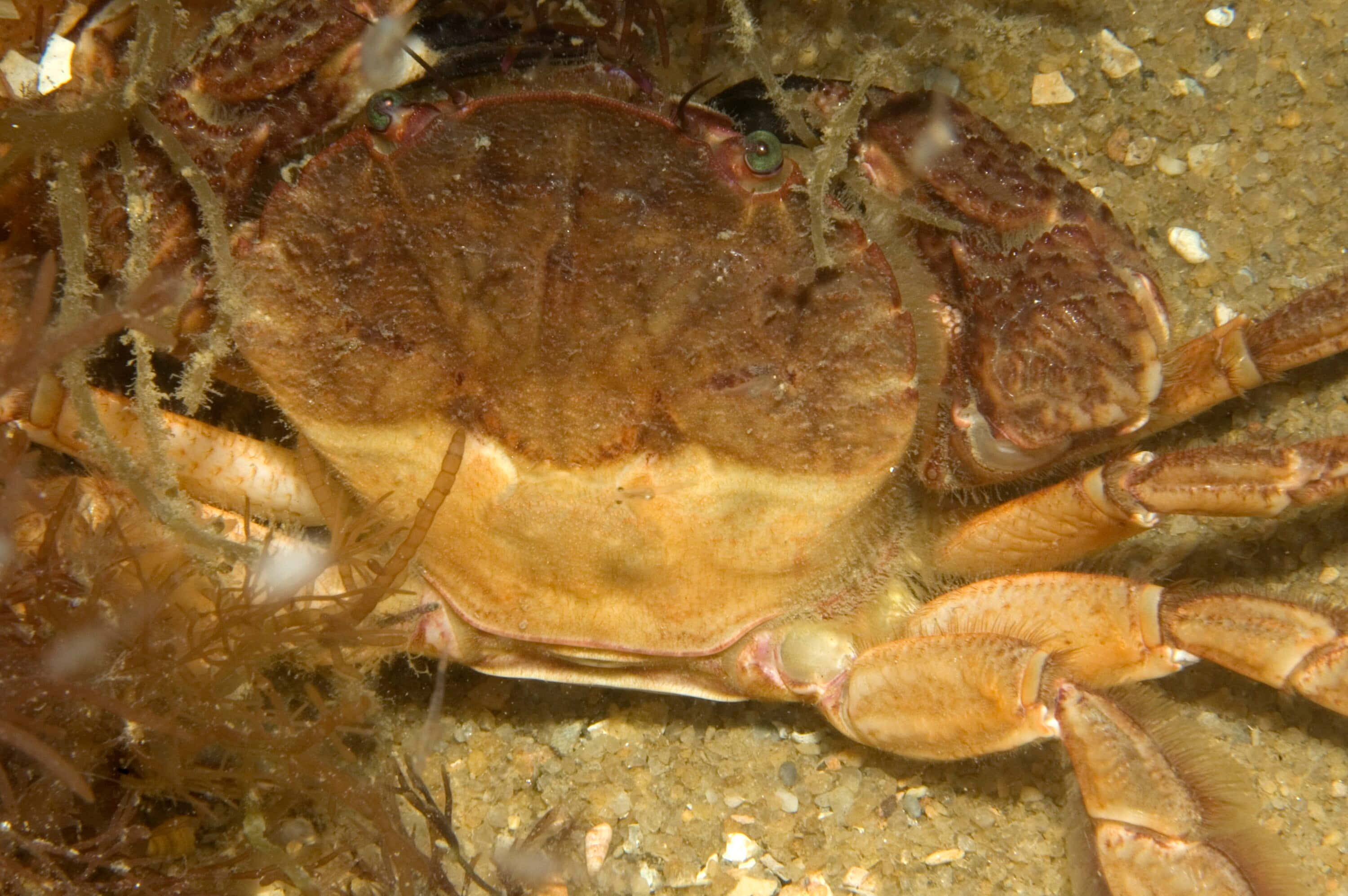 Rock Crab, camouflagedon, sandy seabed, 2K Desktop Wallpaper