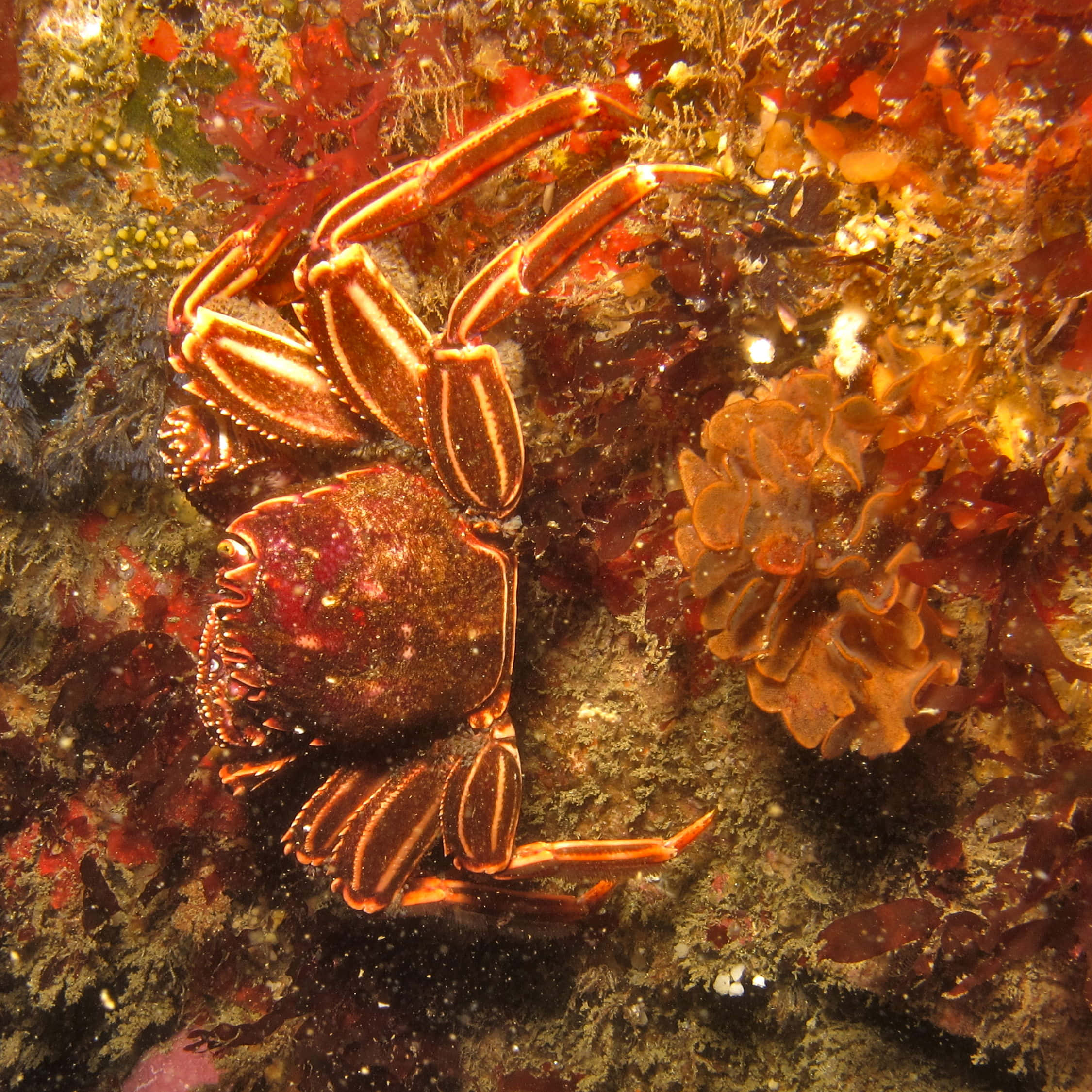 Rock Crab, underwater habitat, vibrant orange, Full HD Desktop Wallpaper