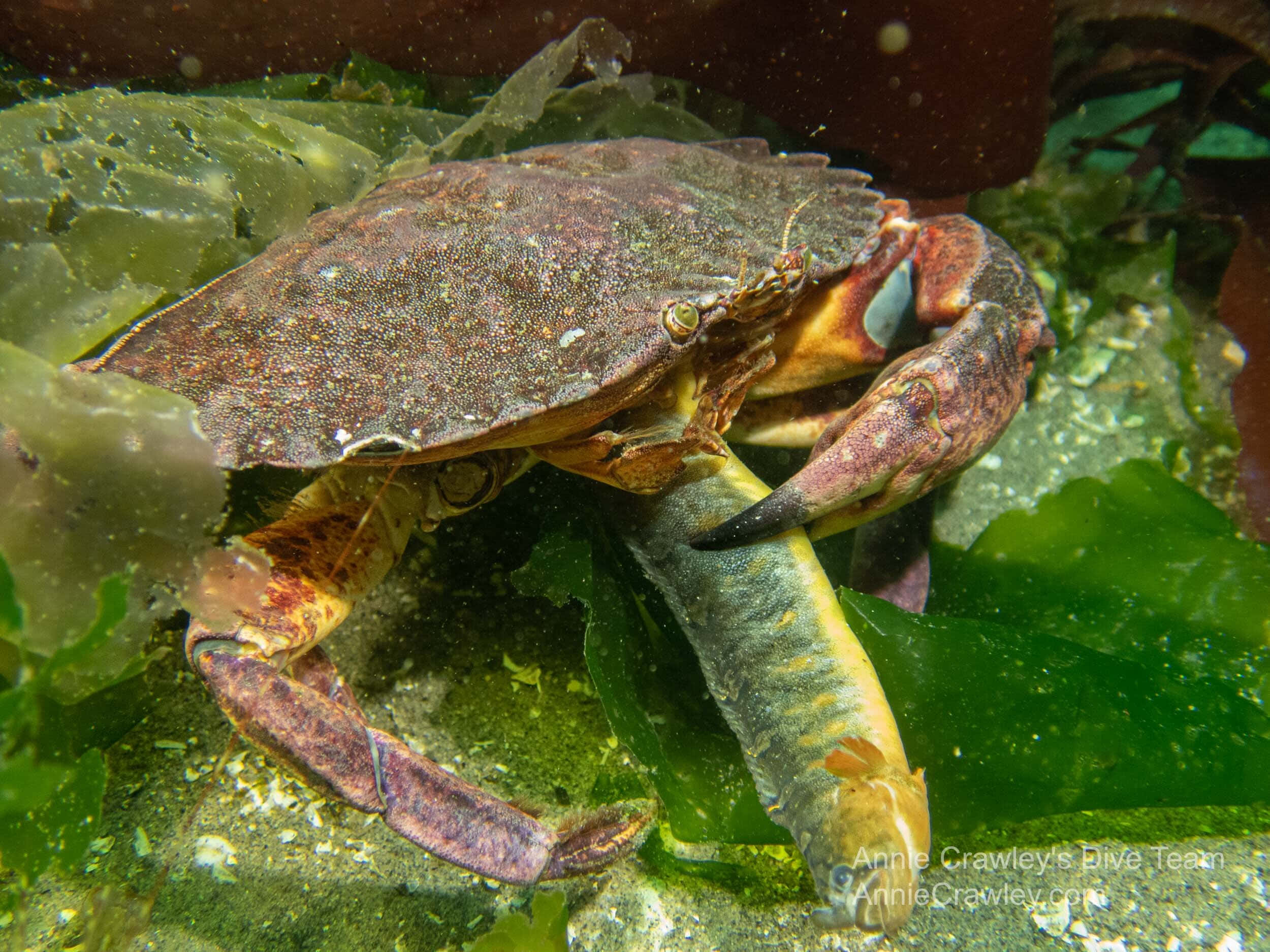 Rock Crab, blue crab, mottled brown shell, Full HD Desktop Wallpaper