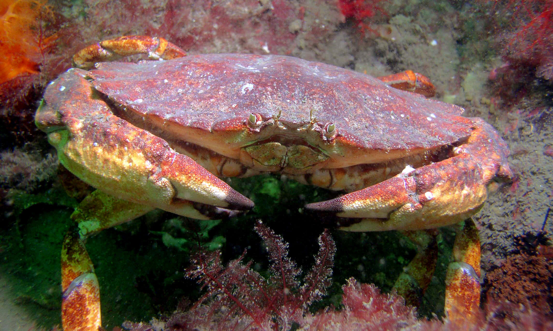 Rock Crab, underwater camouflage, red crab, Full HD Desktop Wallpaper