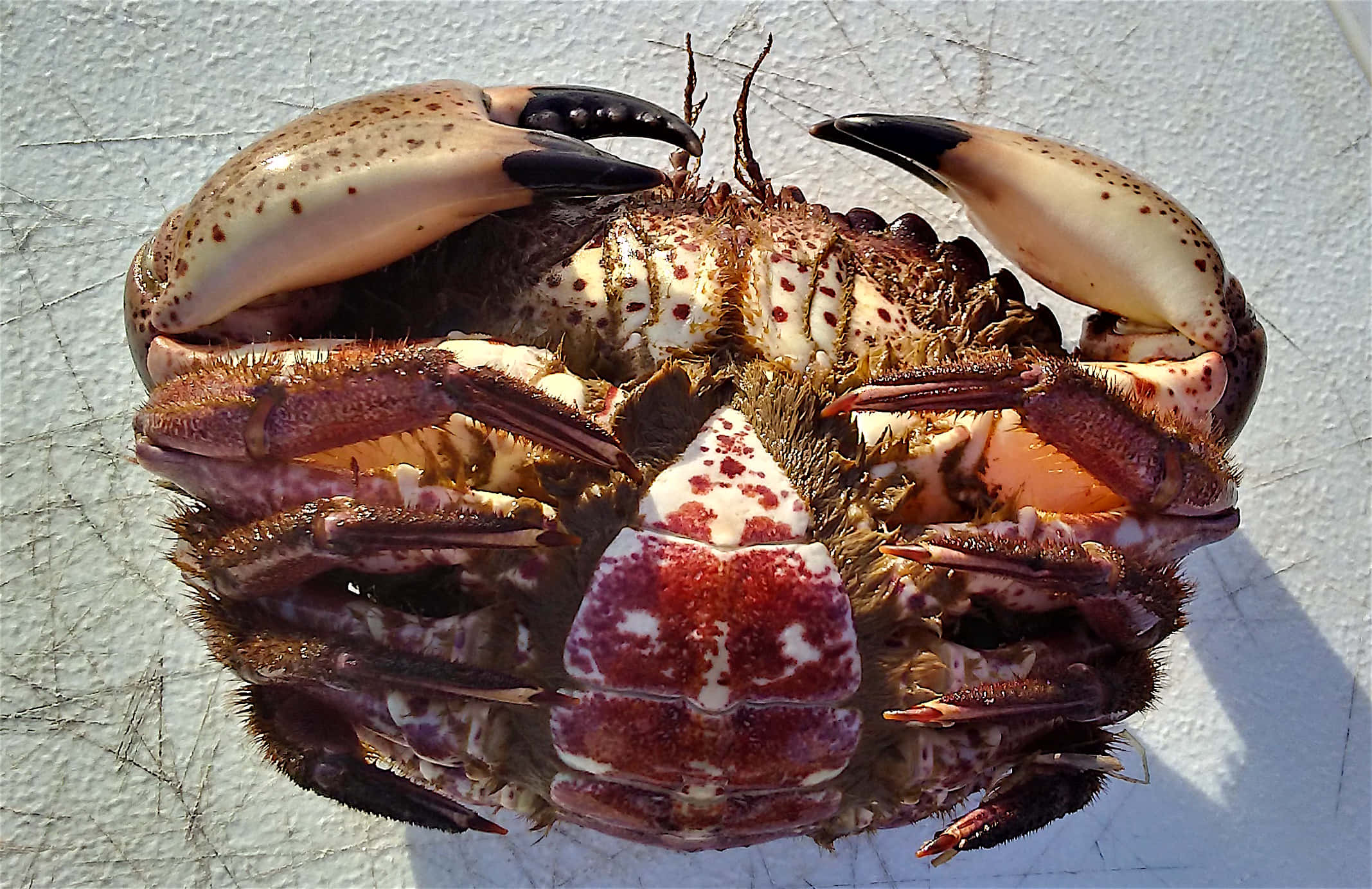 Rock Crab, speckled crab, large black-tipped claws, Full HD Desktop Wallpaper