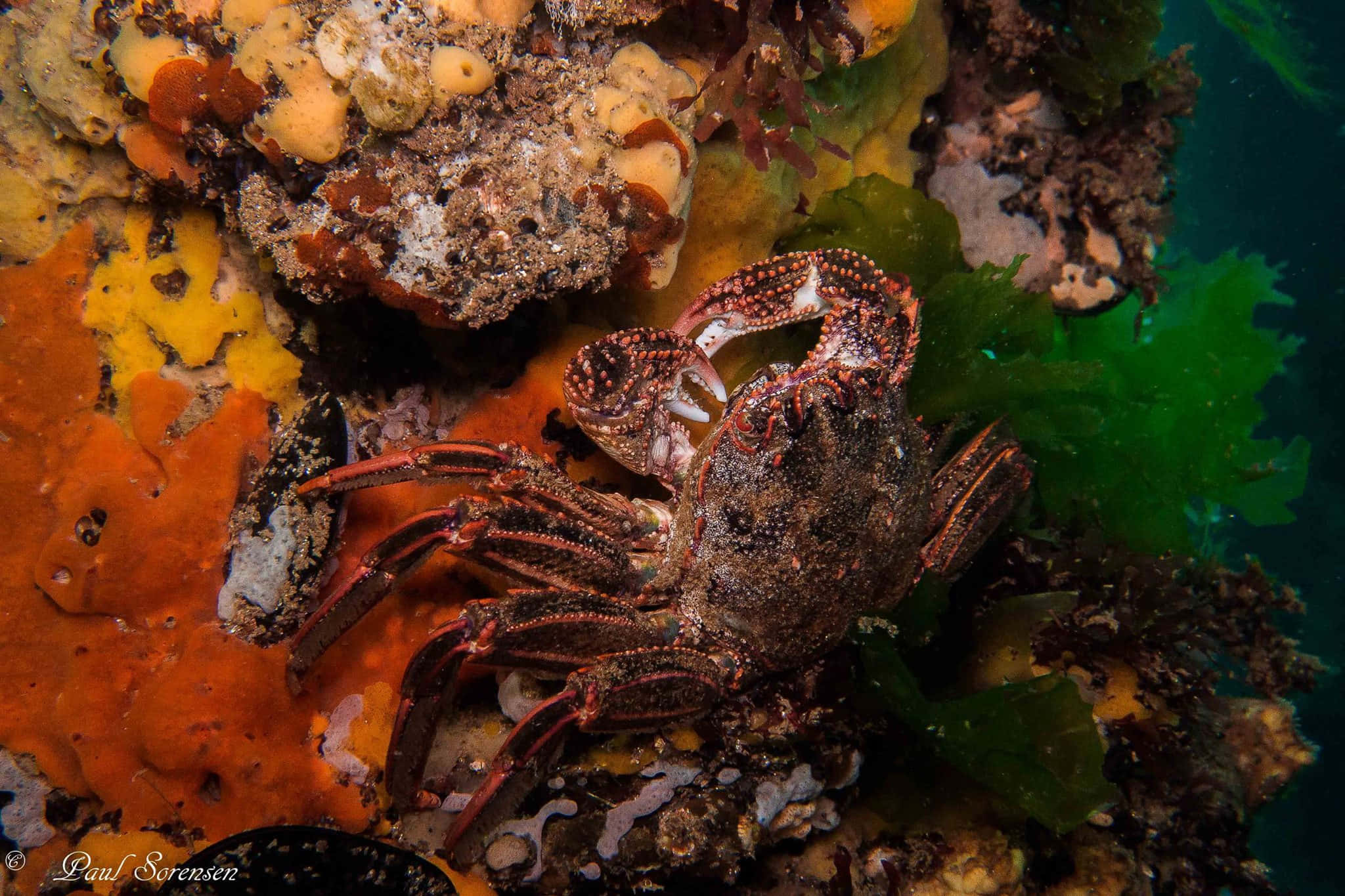 Rock Crab, seafloor flora, red claws, Full HD Desktop Wallpaper