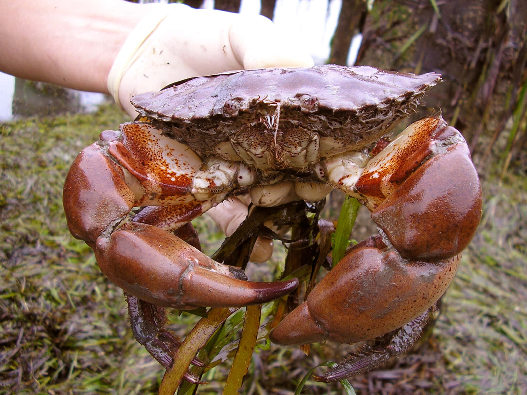 Rock Crab, gloved hand, brown crab, HD Desktop Wallpaper