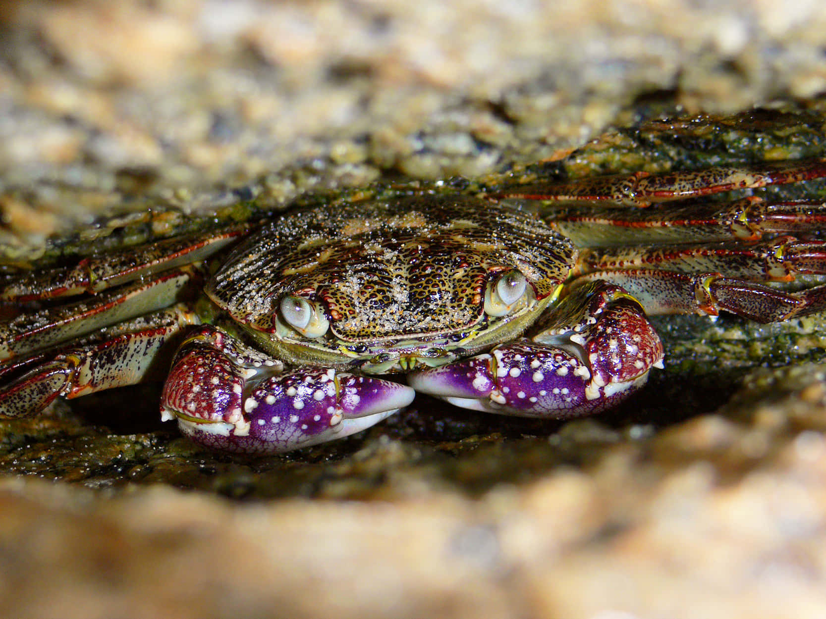 Rock Crab, purple speckled claws, greenish-brown shell, HD Desktop Wallpaper