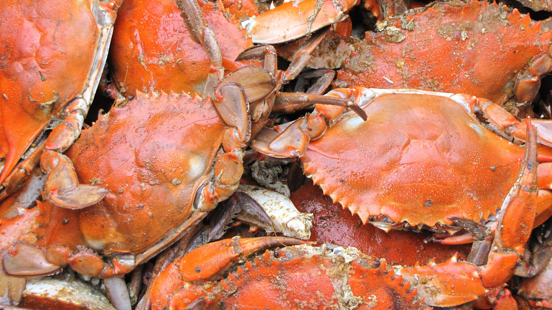 Rock Crab, bright orange, textured shells, Full HD Desktop Wallpaper