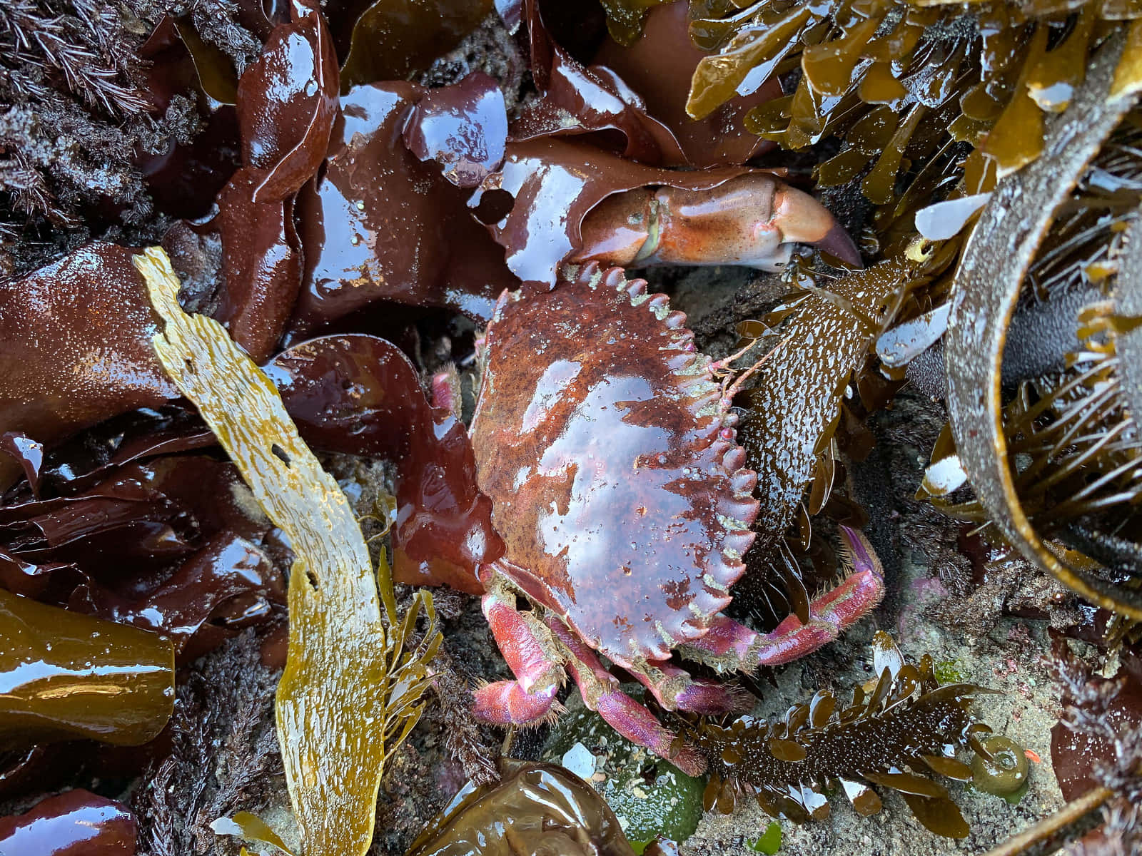 Rock Crab, blue crab, pink claws, HD Desktop Wallpaper