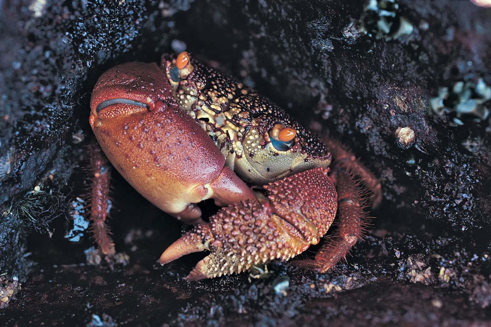 Rock Crab, red crab, bumpy shell, HD Desktop Wallpaper