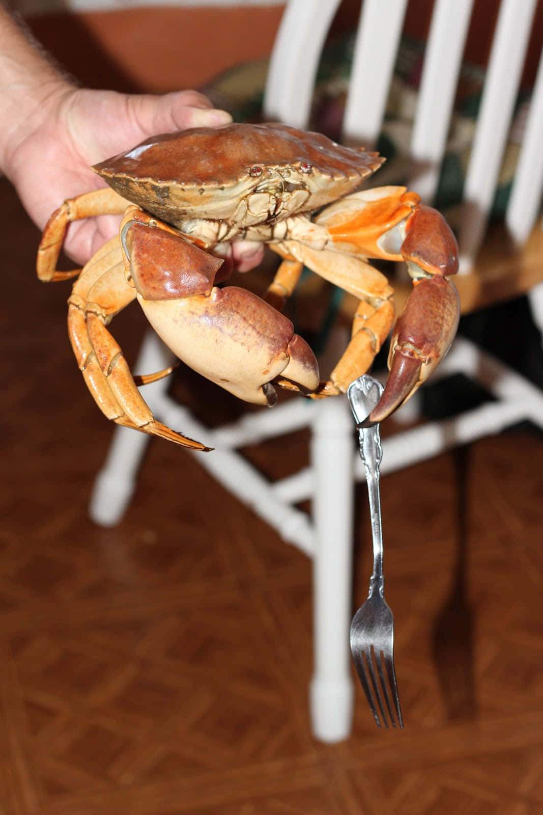 Rock Crab, fork, blue crab, HD Phone Wallpaper