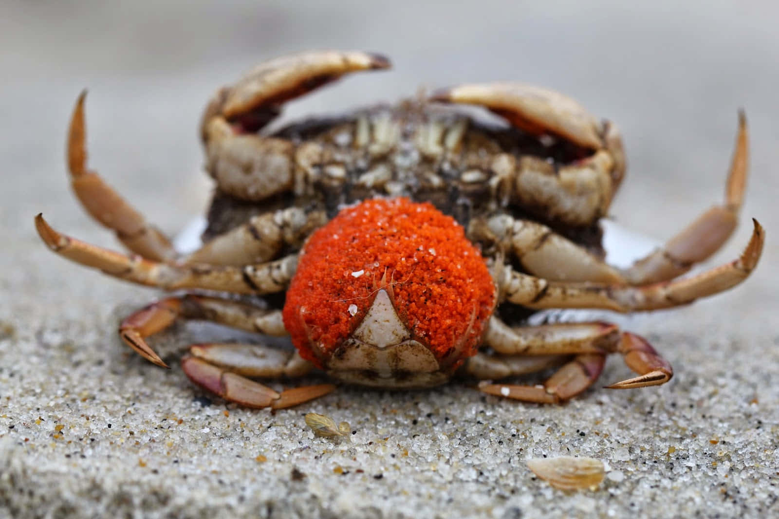 Rock Crab, orange-red spherical mass, carapace, HD Desktop Wallpaper