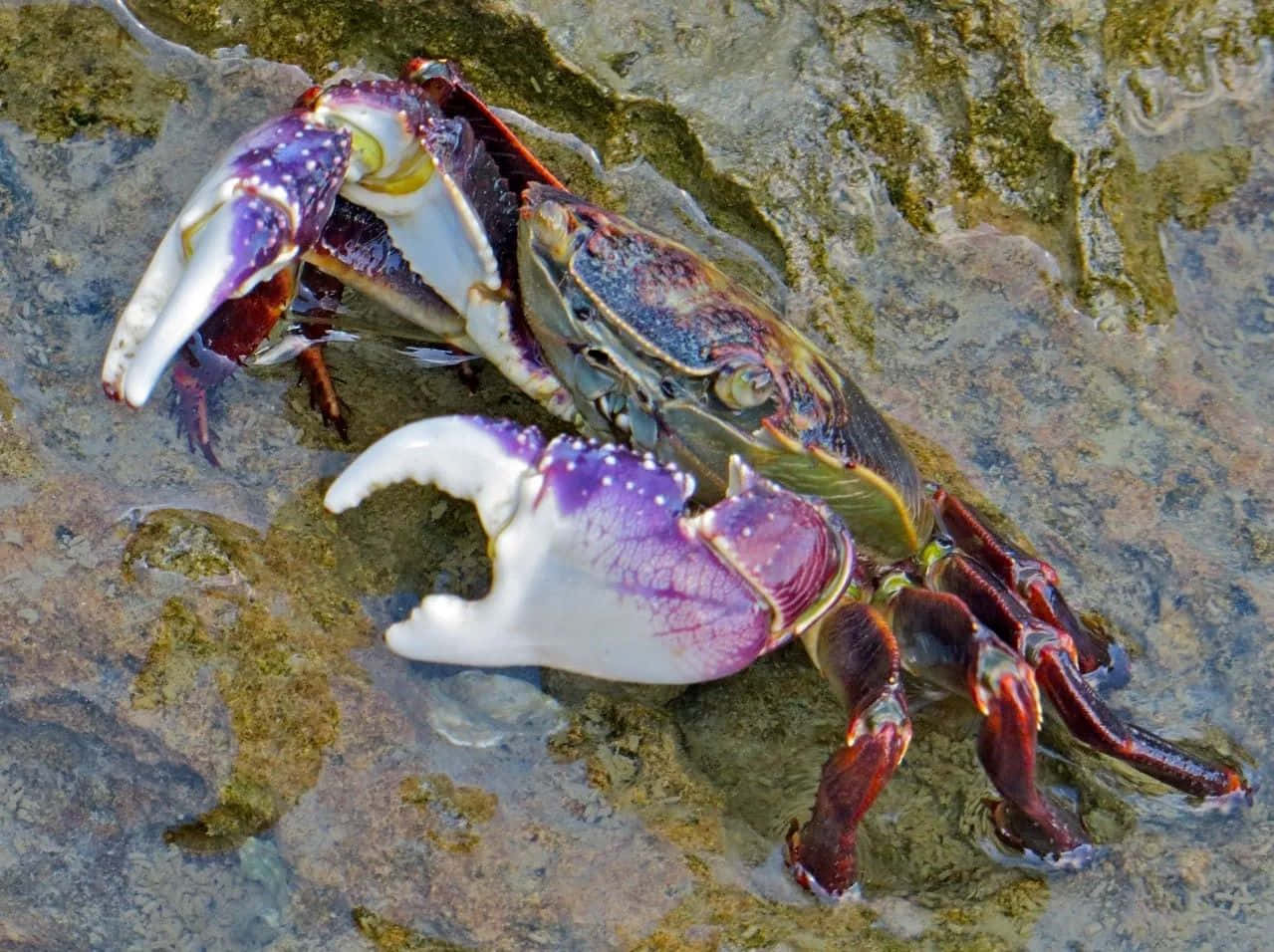 colorful rock crab, shallow water, wet gray rocks, SD Desktop Wallpaper