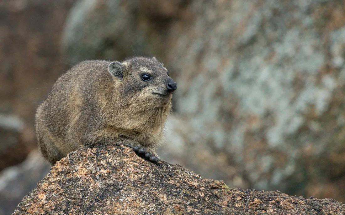 Rock Hyrax