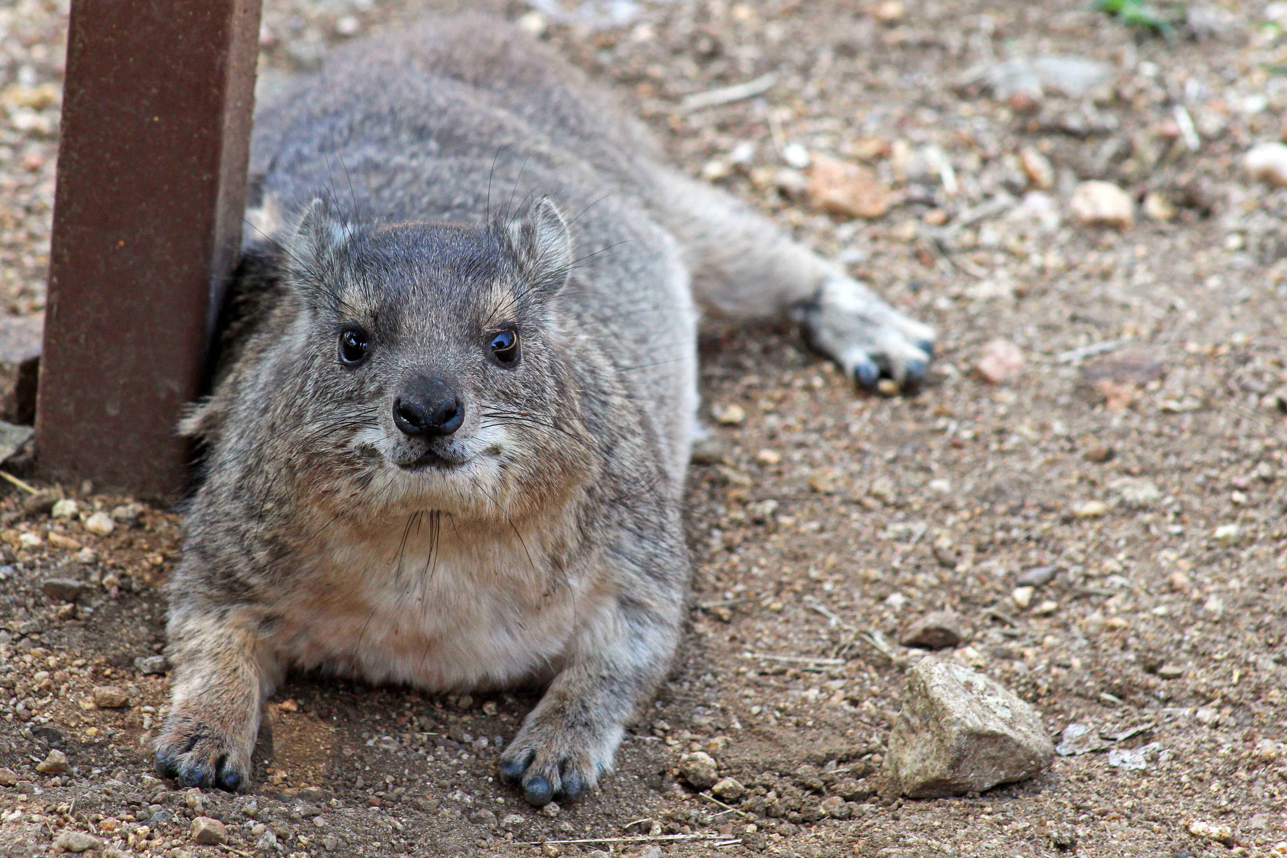 Rock Hyrax, dry earth, metal post, 5K Desktop Wallpaper