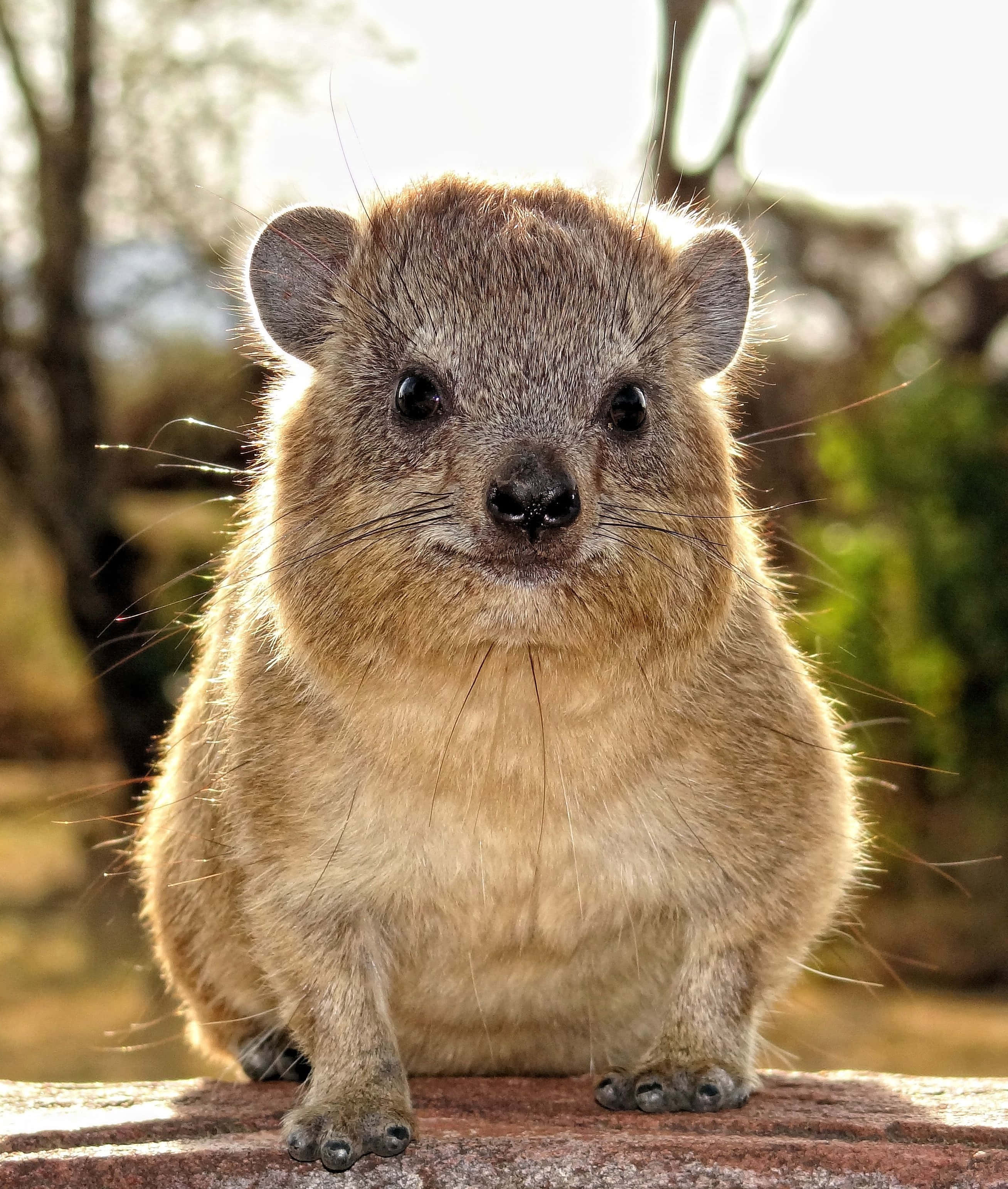 Rock Hyrax, furry, sunlit stone, 2K Phone Wallpaper