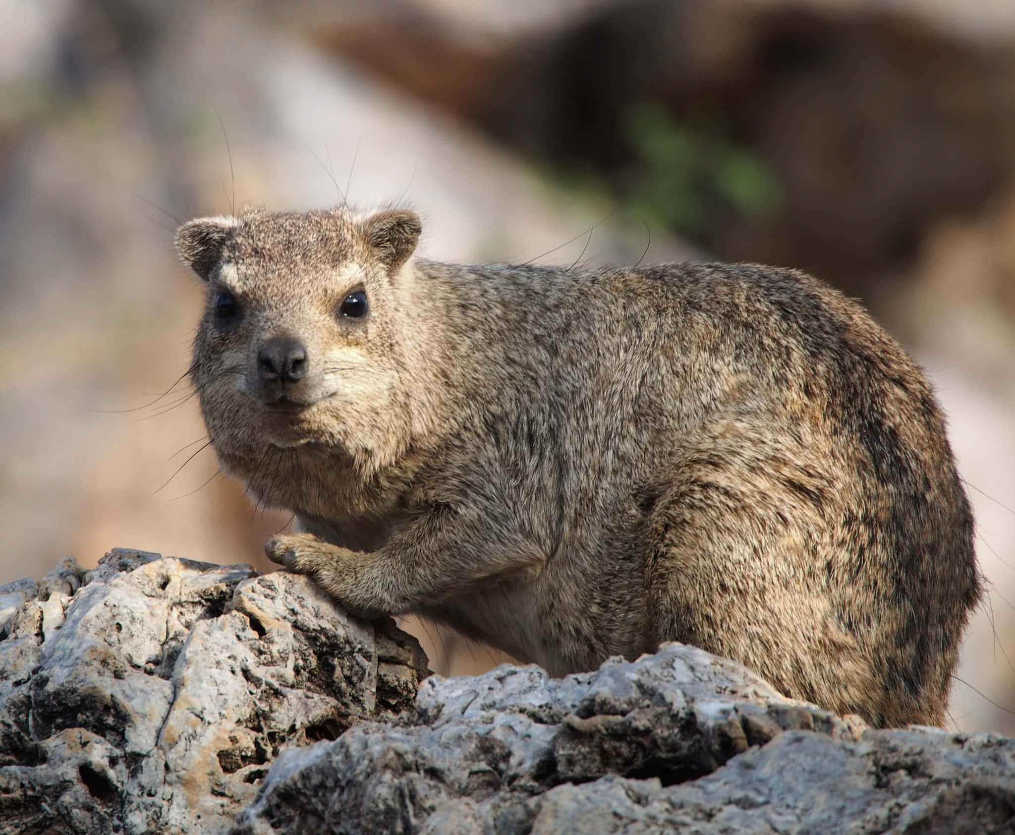 rock hyrax, rugged rocks, blurred natural background, Full HD Desktop Wallpaper