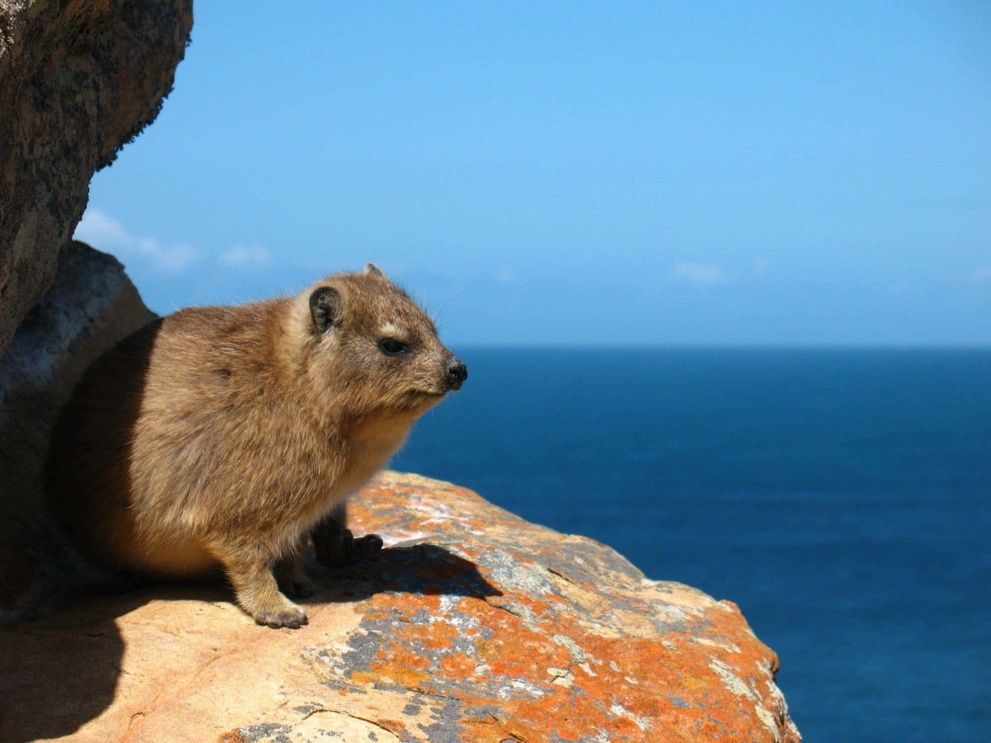 Rock Hyrax, ocean view, sunlit cliff, Full HD Desktop Wallpaper