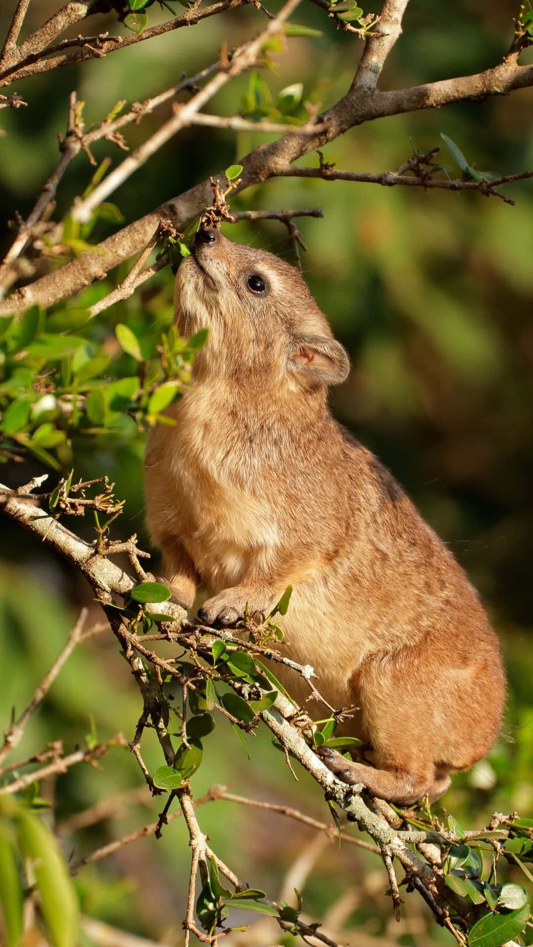 Rock Hyrax, thorny branches, sunlit natural setting, Full HD Phone Wallpaper