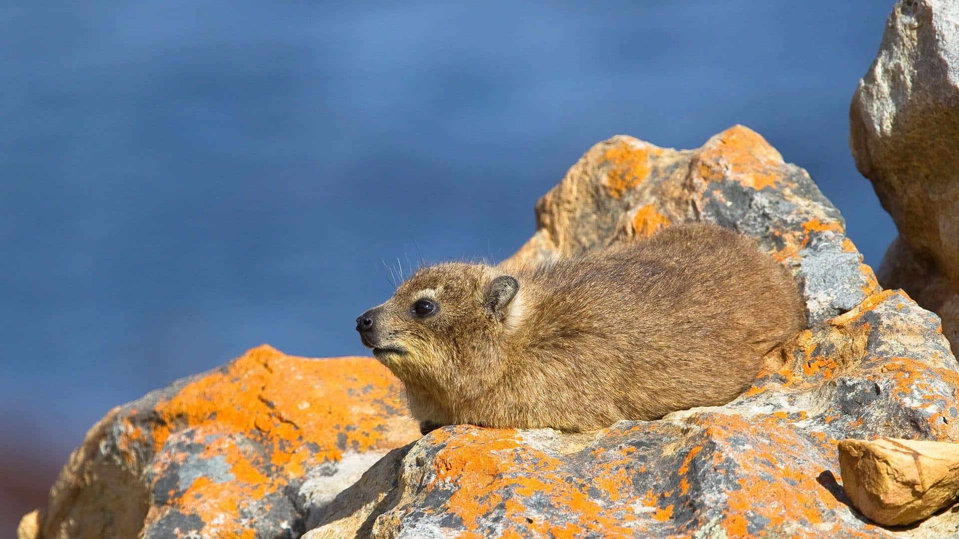 Rock Hyrax, sunlit orange lichen-covered rocks, blurred blue water background, Full HD Desktop Wallpaper