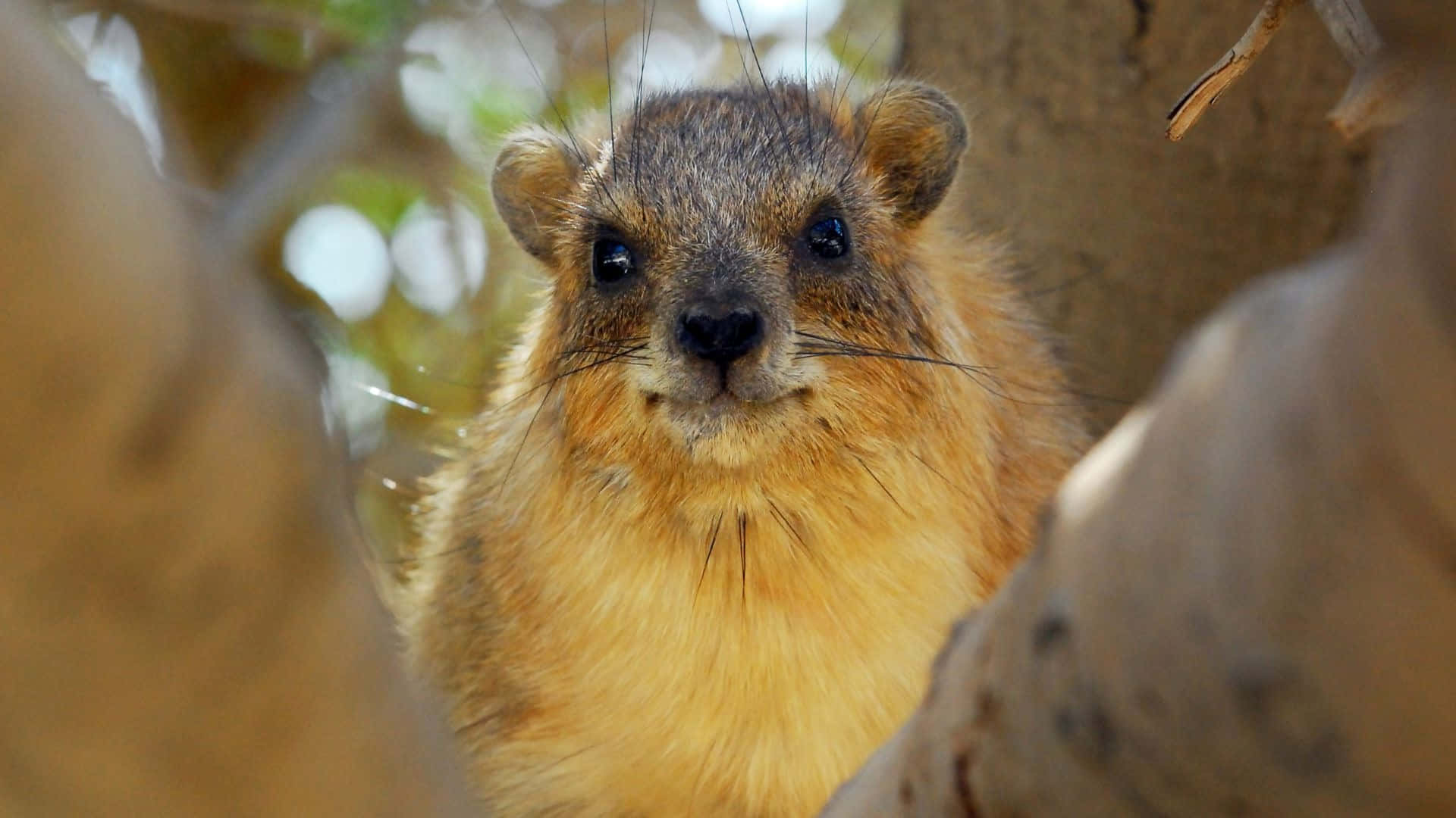 Rock Hyrax, furry yellow-brown, peeking through branches, Full HD Desktop Wallpaper