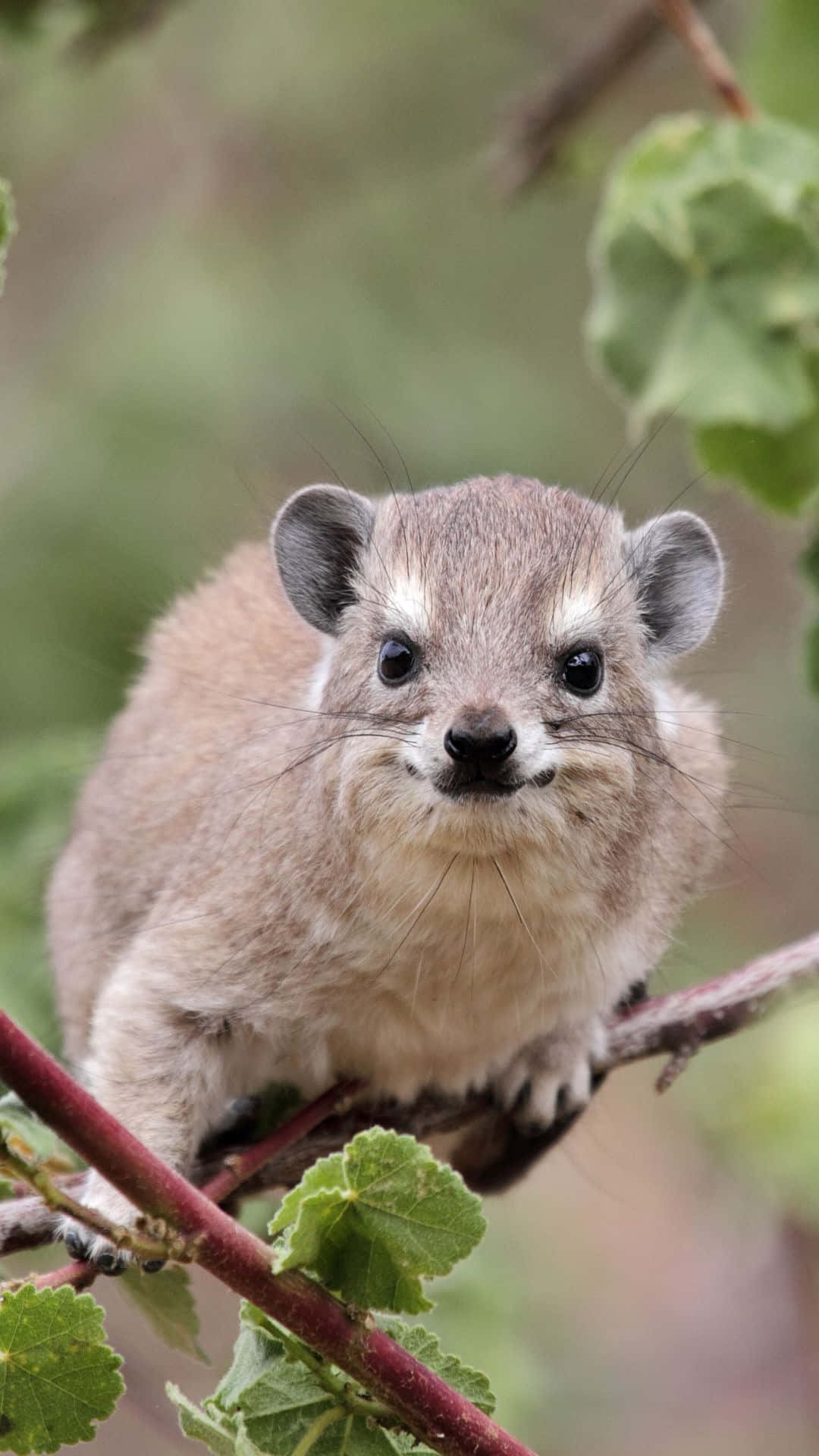 Rock Hyrax, natural habitat, close-up, Full HD Phone Wallpaper