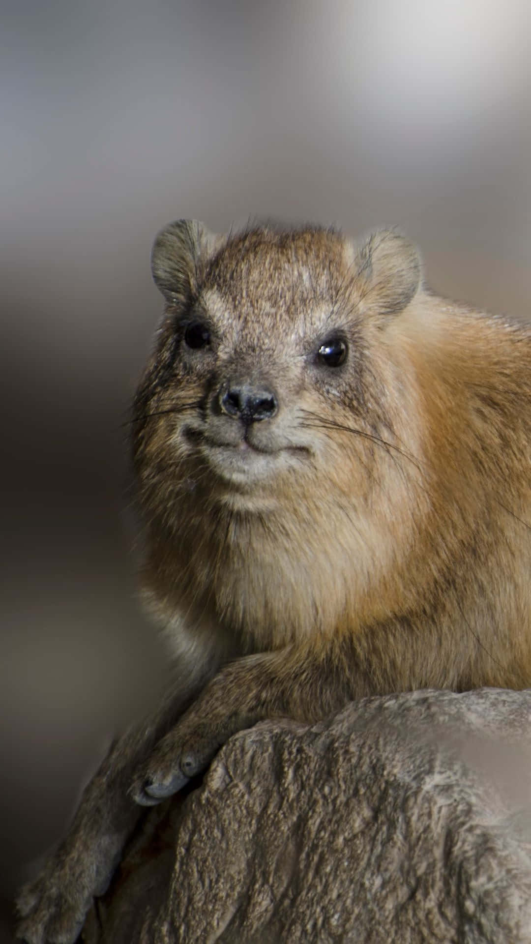Rock Hyrax, rugged stone, soft fur, Full HD Phone Wallpaper