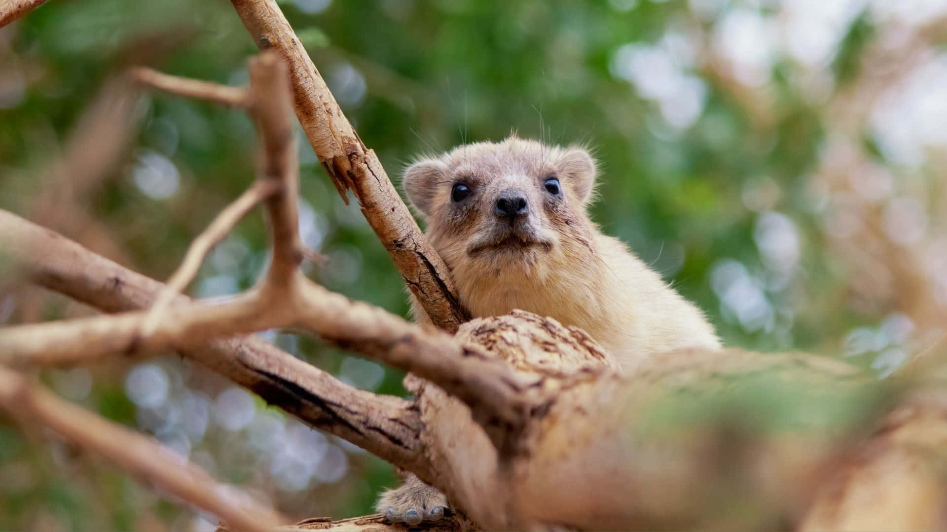 Rock Hyrax, tree branches, soft fur, Full HD Desktop Wallpaper